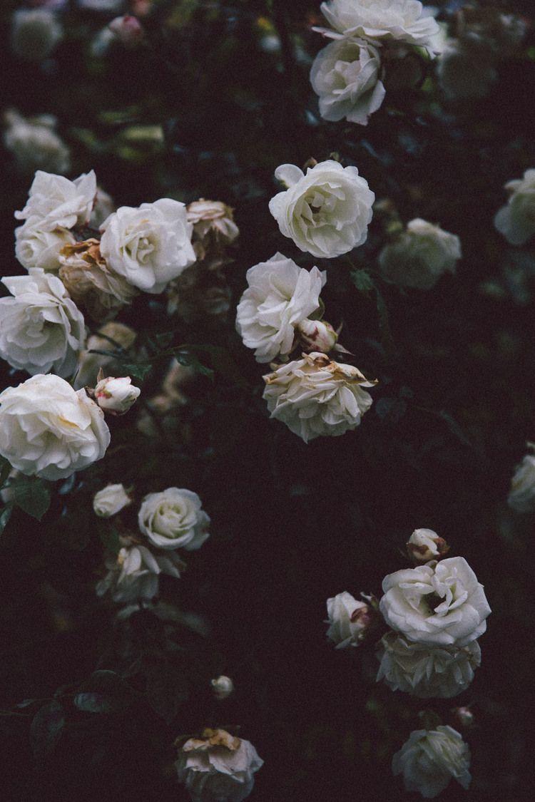 Aesthetic Flower Dark Wallpapers Top Free Aesthetic Flower Dark Aesthetic Flower Dark Wallpapers Top Free Aesthetic Flower Dark