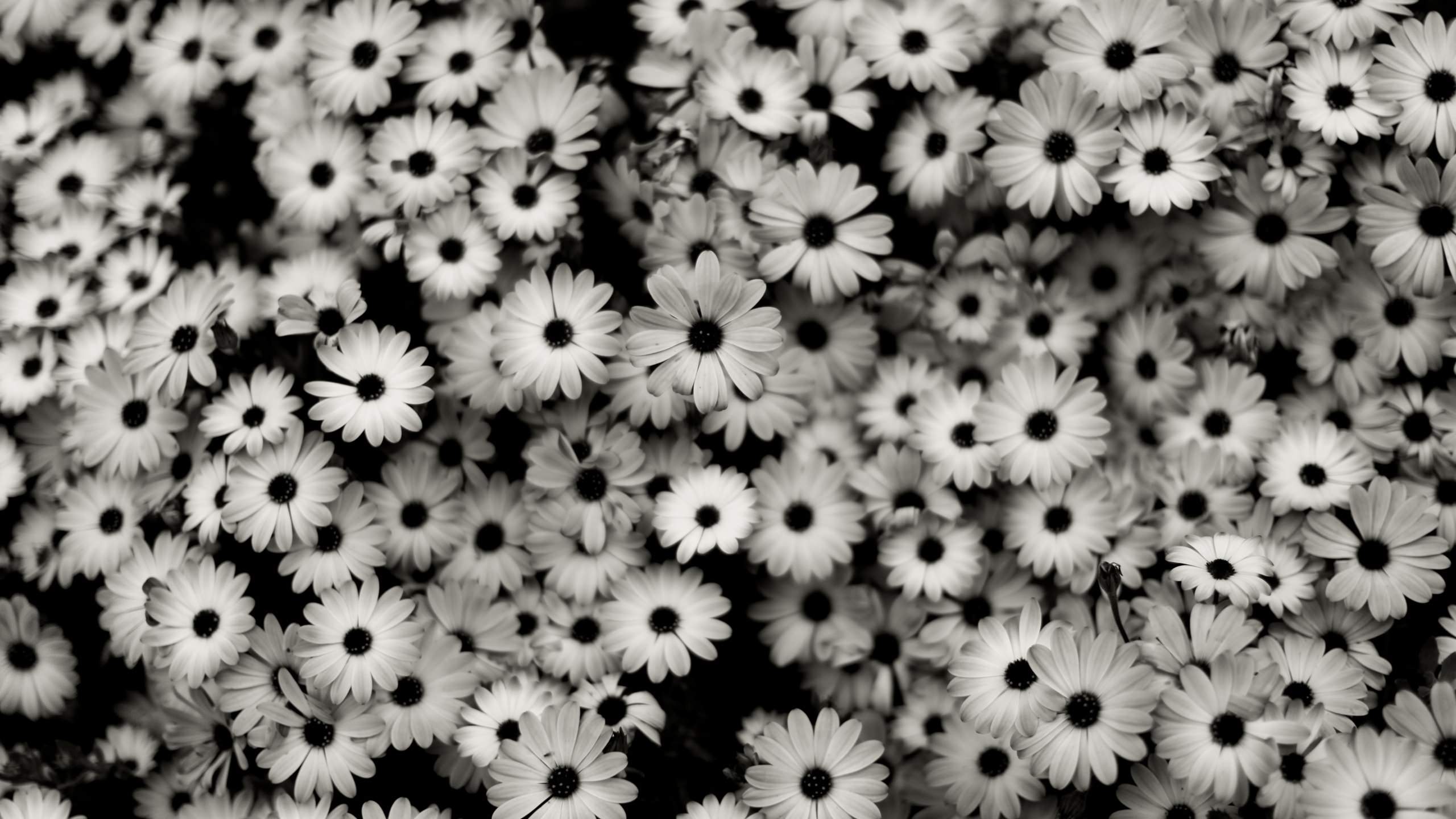 2560x1440 Wallpaper.wiki Fascinating Black And White Floral Wallpaper PIC