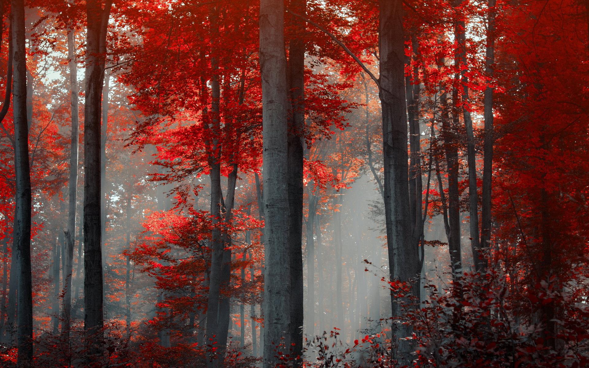 1920x1200 nature, Landscapes, Trees, Forest, Leaves, Trunk, Bark, Autumn, Fall, Seasons, Red, Color, Sunlight, Sunbeam, Beams, Light, Art, Cg, Digital Wallpaper HD / Desktop and Mobile Background