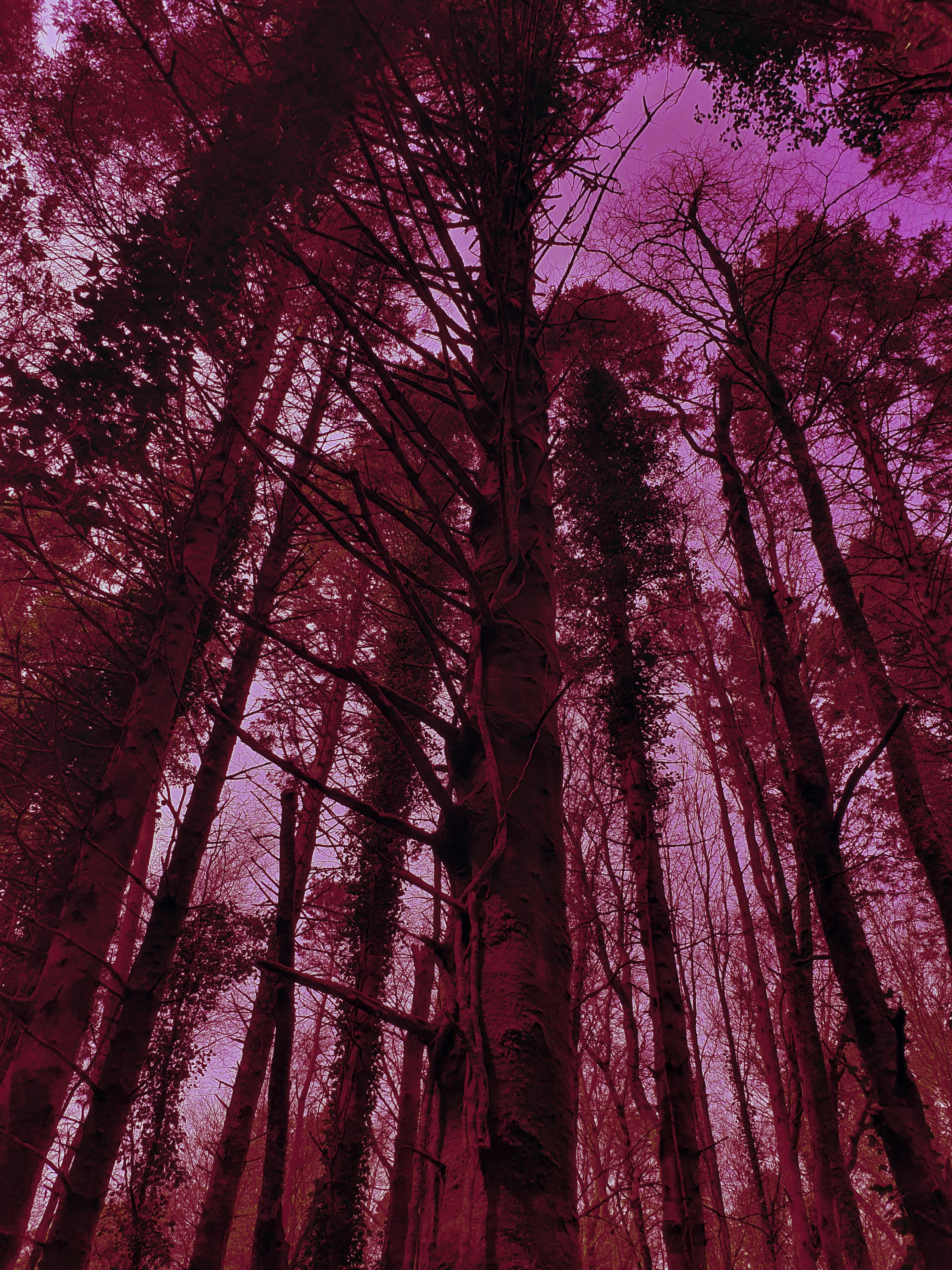 3024x4032 I found myself in what looks like the Crimson Forest, I found a ladder thing that lead up to a platform, but my phone glitched out and a failed to take a