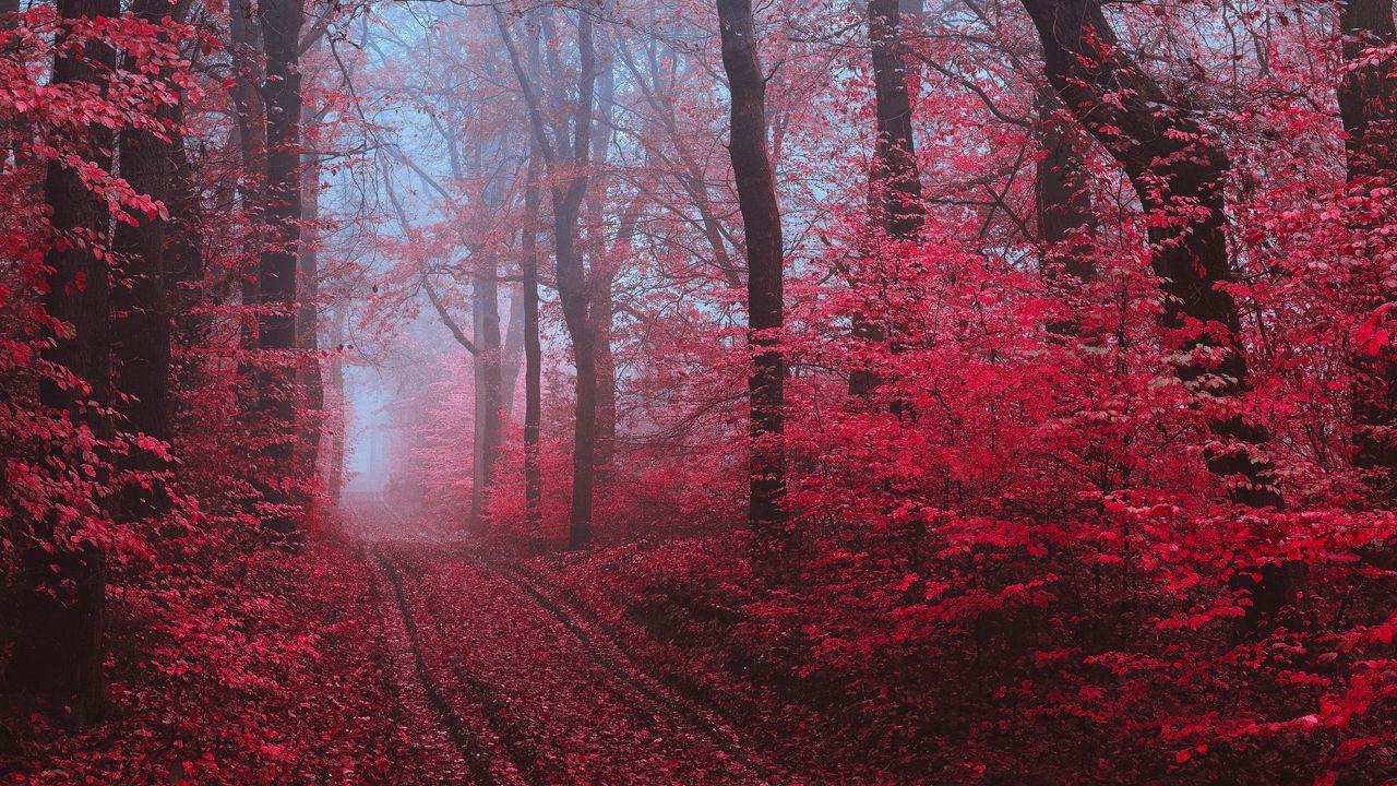 1280x720 Wallpaper path, forest, fog, trees, red hd, picture, image