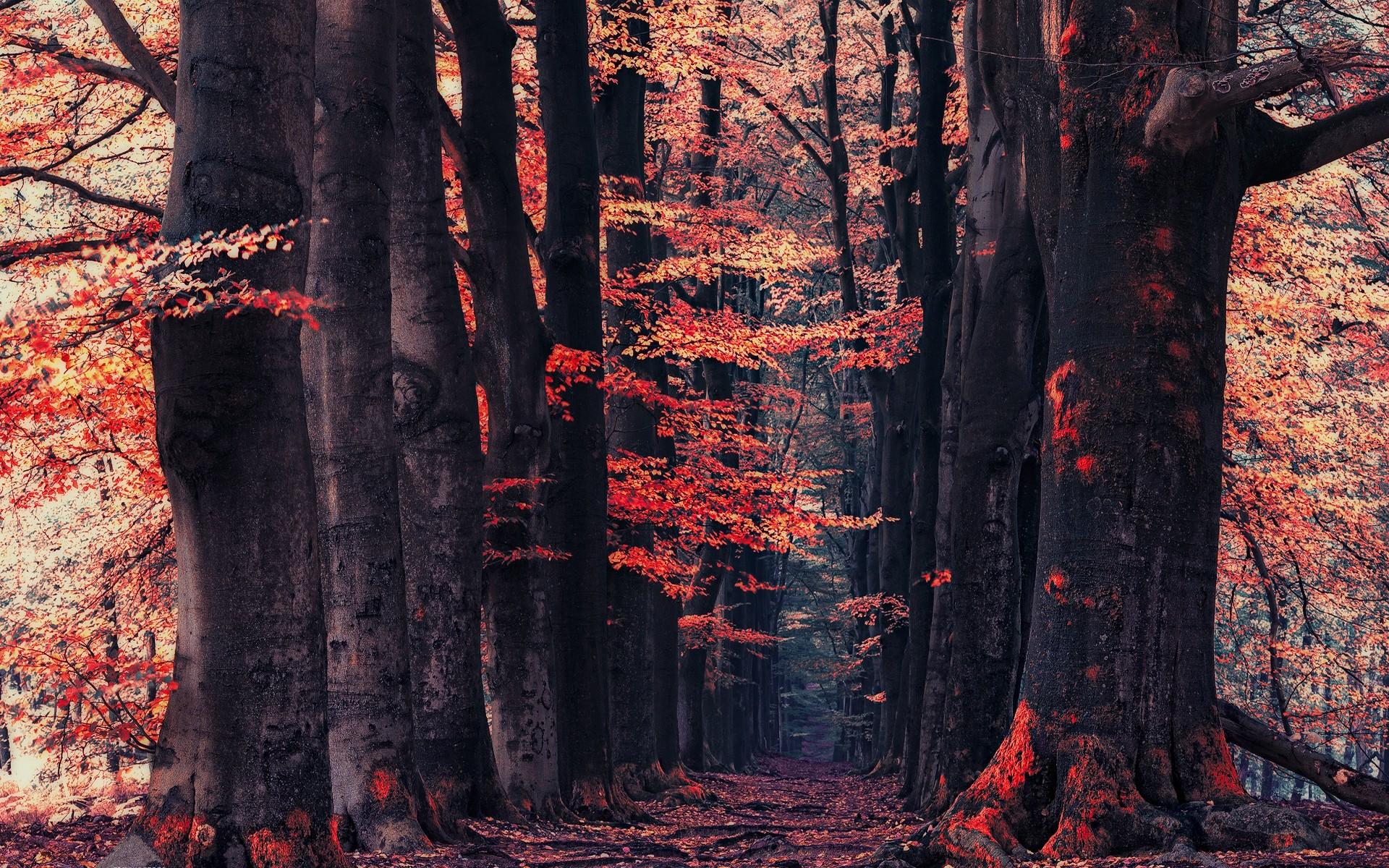 1920x1200 red, fall, leaves, landscape, forest, trees, nature, path Gallery HD Wallpaper