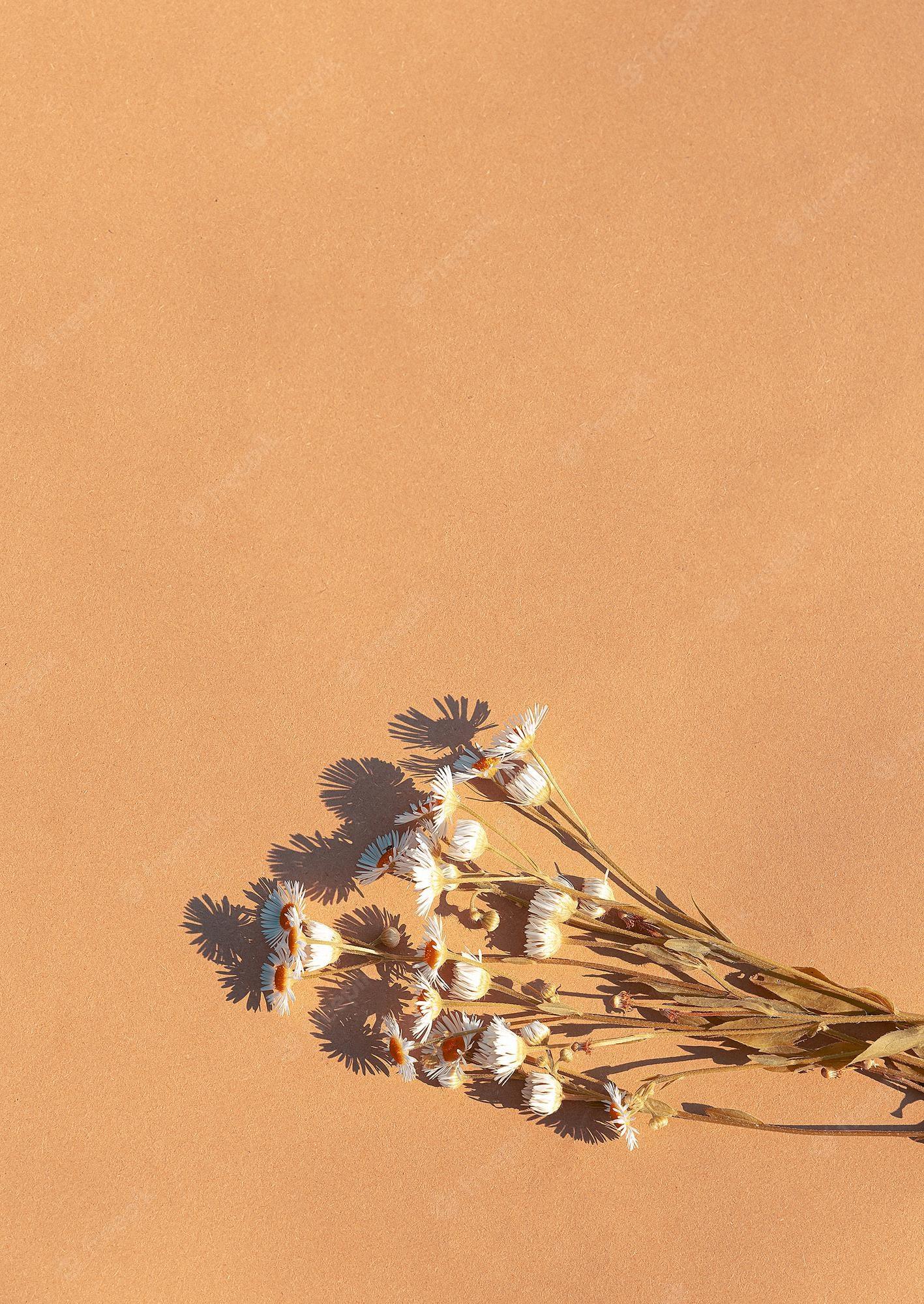 1417x2000 Premium Photo. Chamomile bouquet on beige background. summer sunlight shadows. aesthetic minimal wallpaper. stylish plant composition