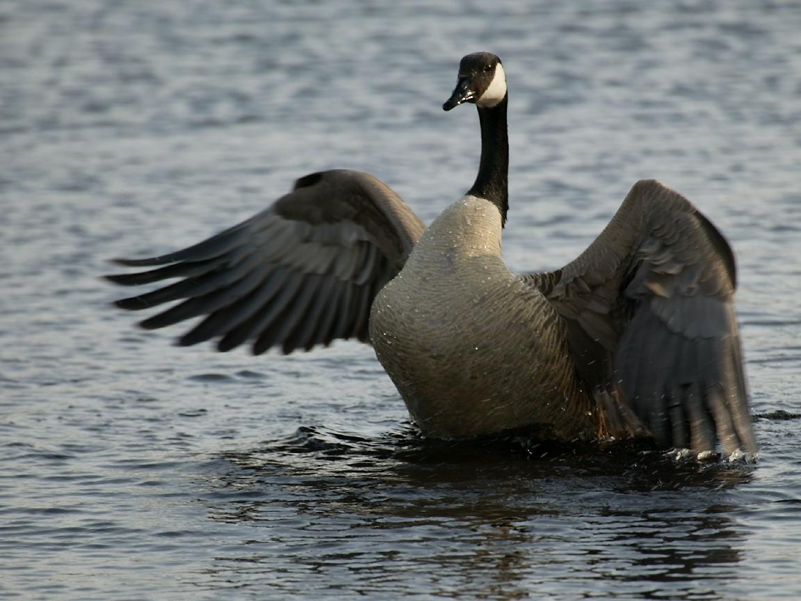 1152x864 Swimming Bird Wallpaper