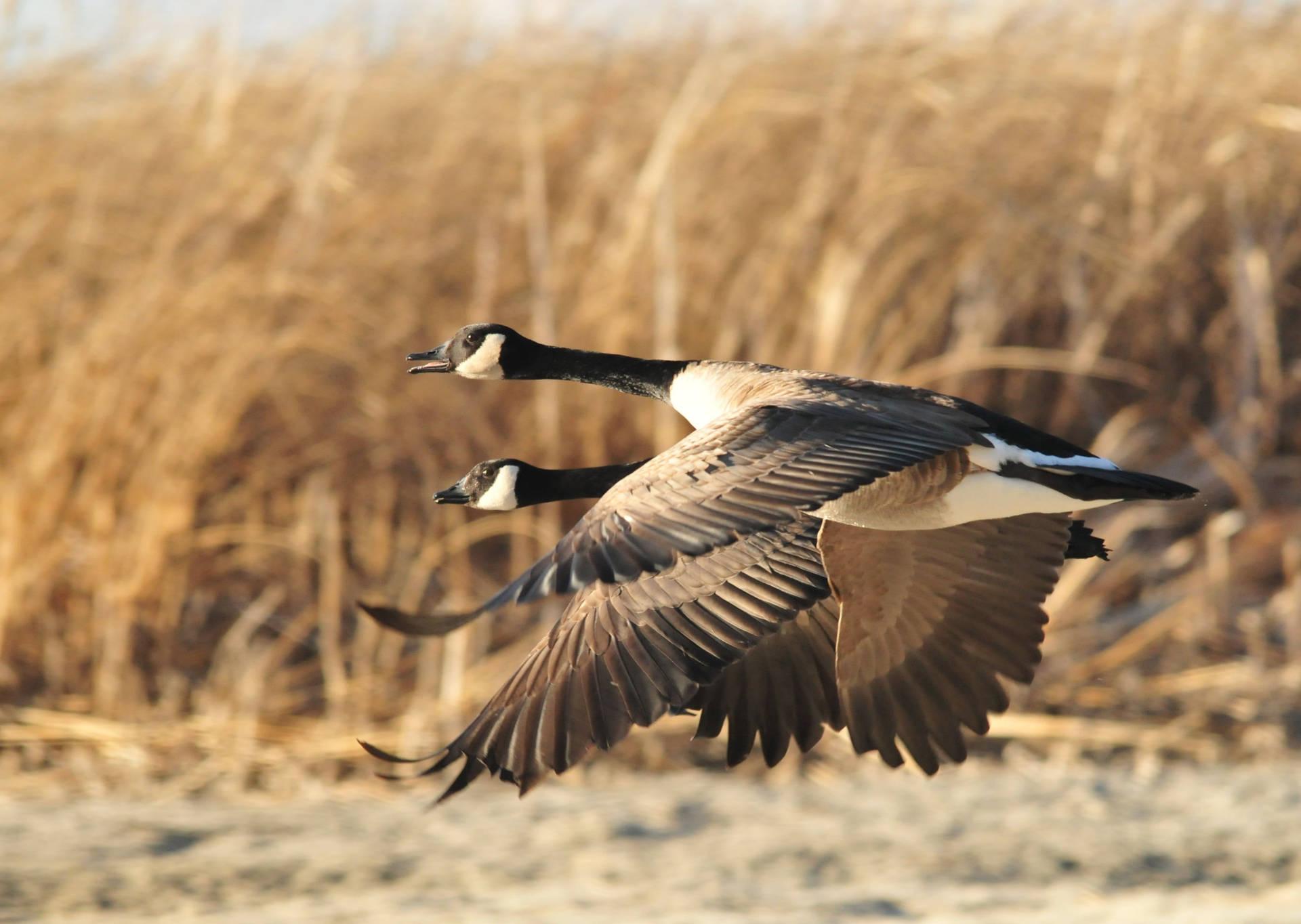 1920x1364 Download Wild Geese Soaring In A Field Wallpaper