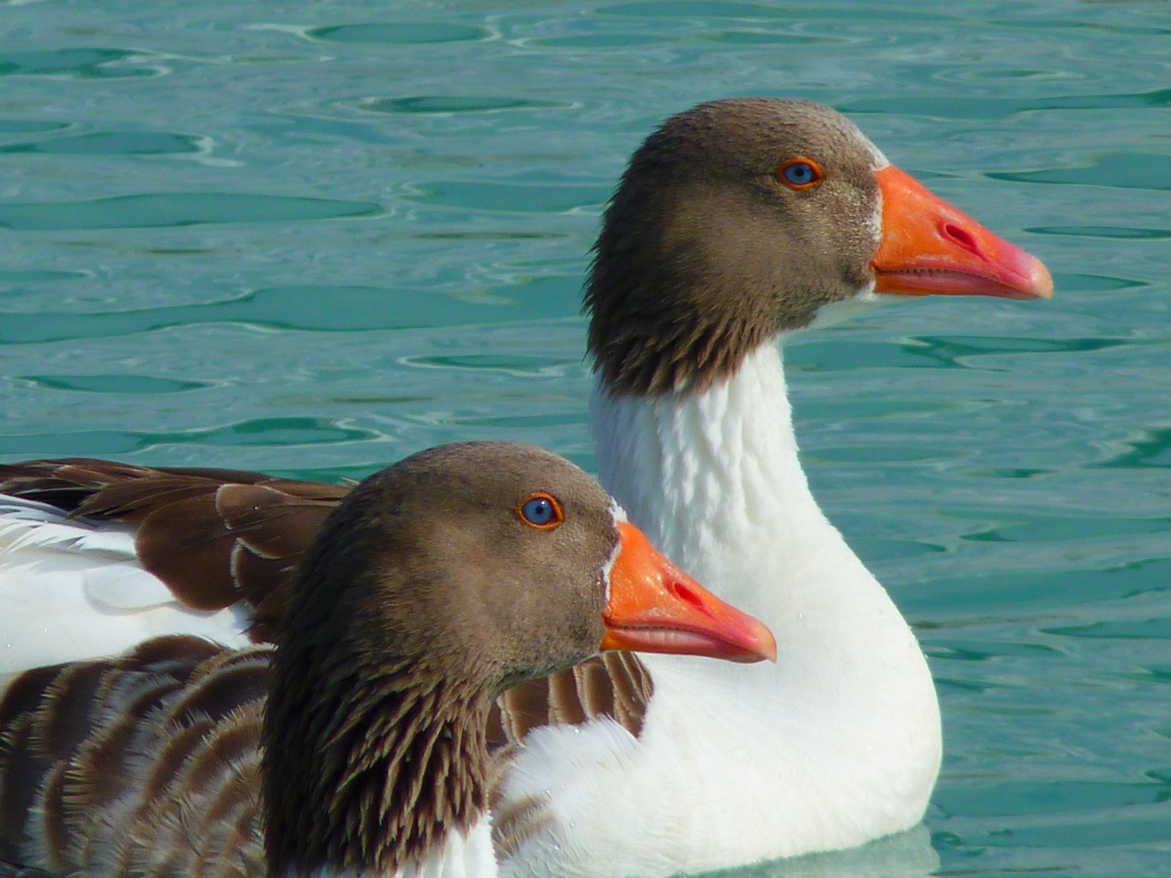 3840x2880 Wallpaper / goose geese animals water swim bird 4k wallpaper free download
