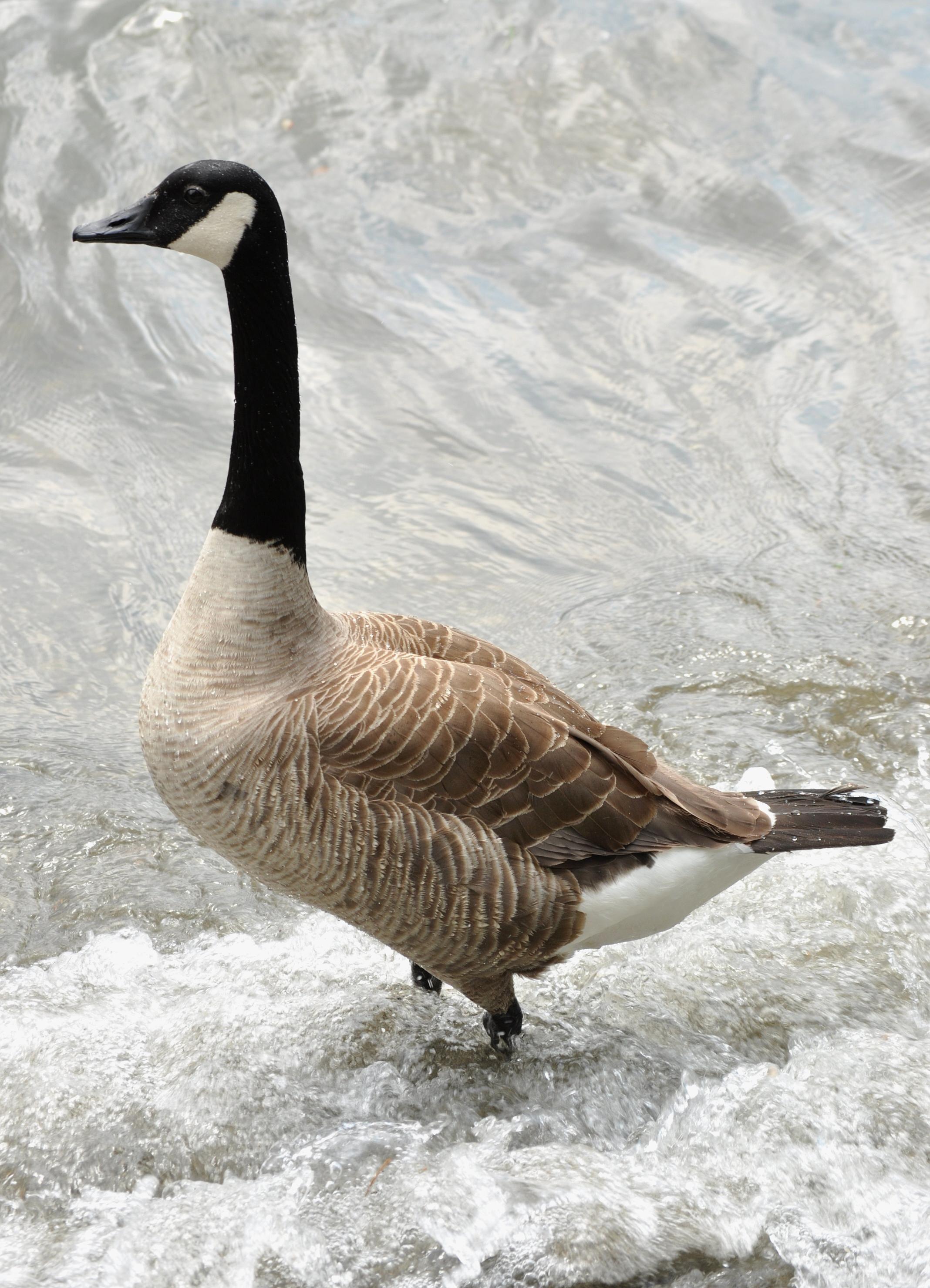 2136x2958 Goose Wallpaper