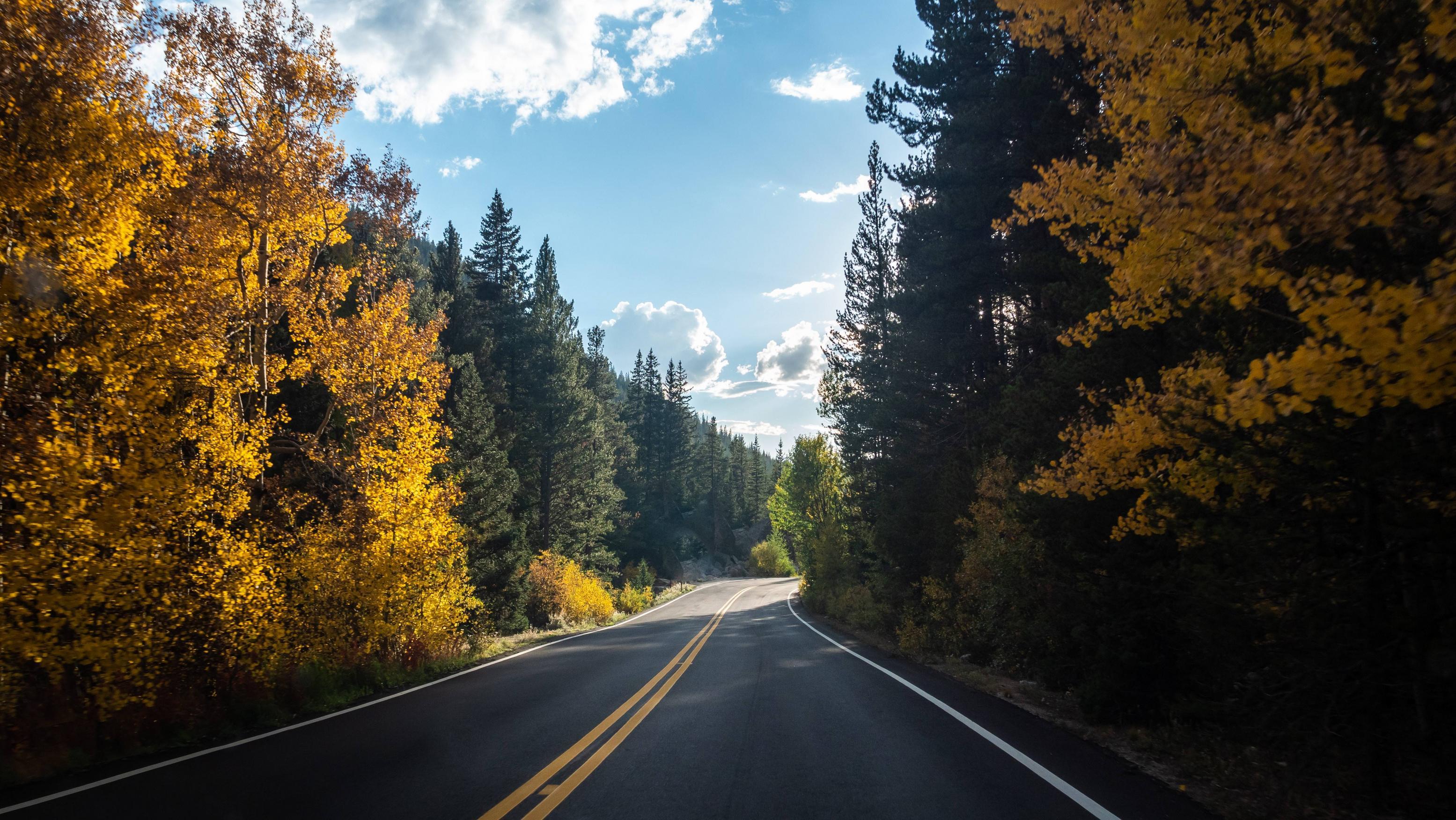 3110x1752 Forest Road Asphalt Landscape 5k, HD Nature, 4k Wallpaper, Image, Background, Photo and Picture