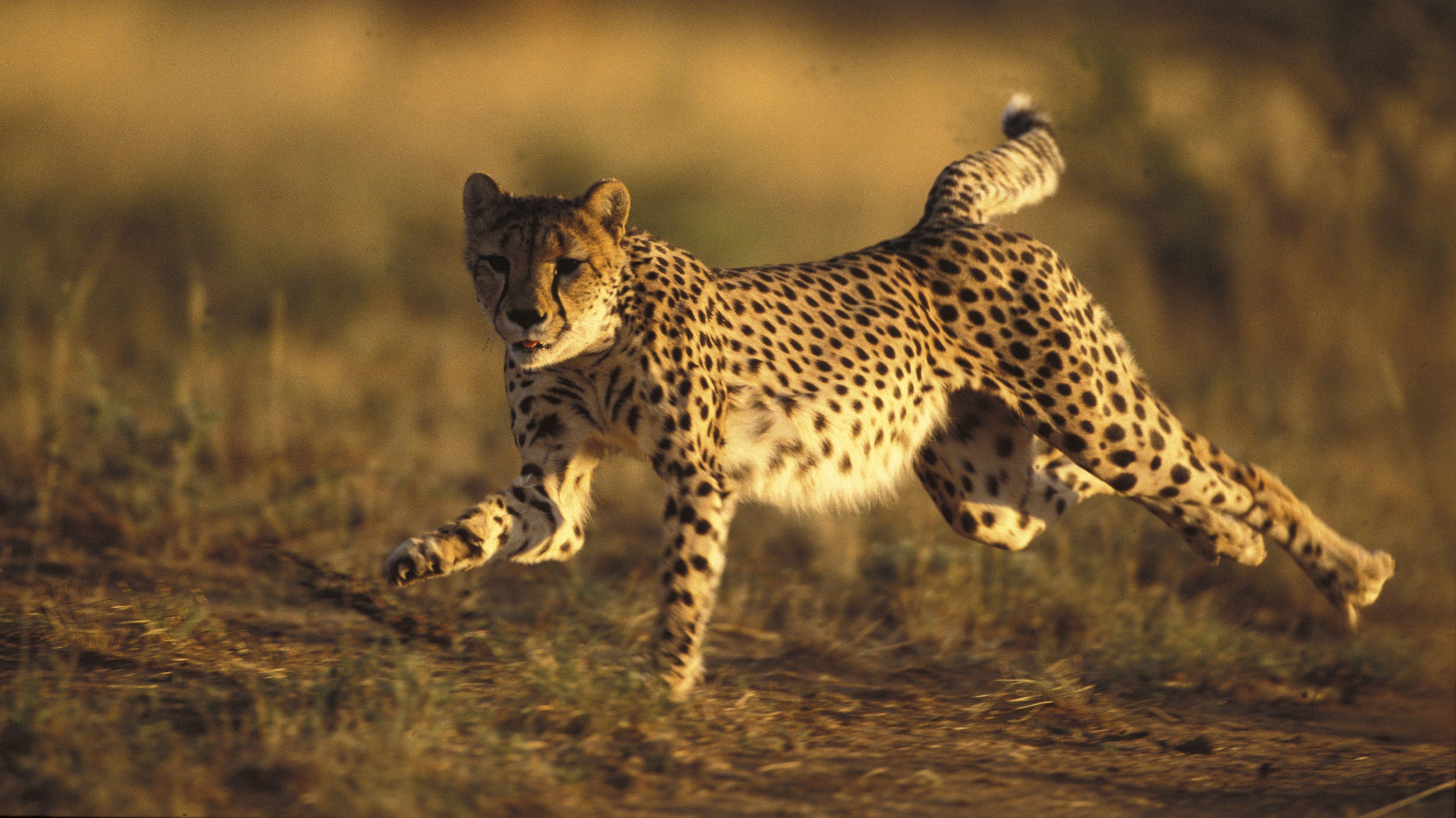 4594x2582 Cheetah 4k Hình nền Ultra HD