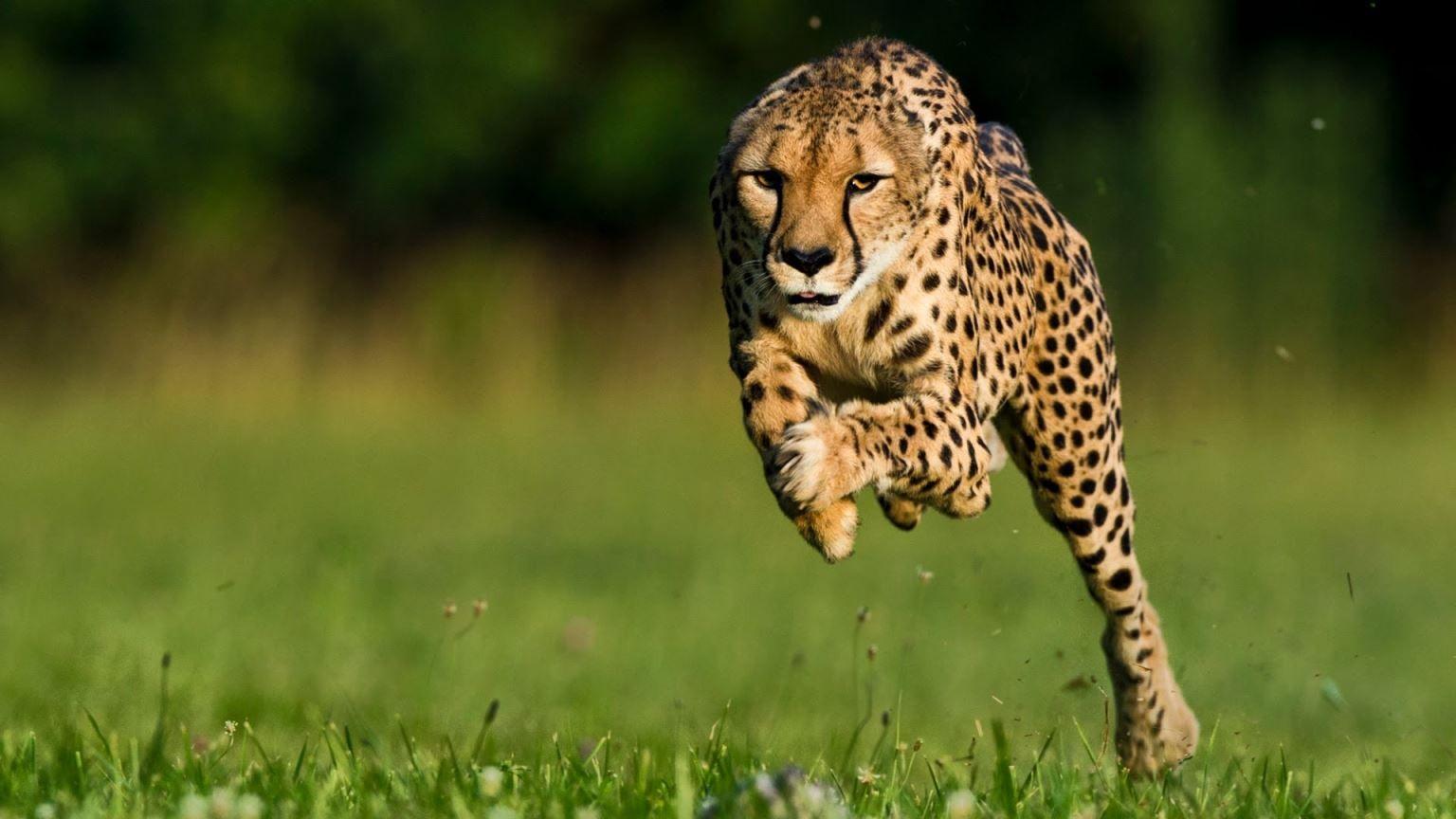 Cheetah run animal africa HD wallpaper  Peakpx