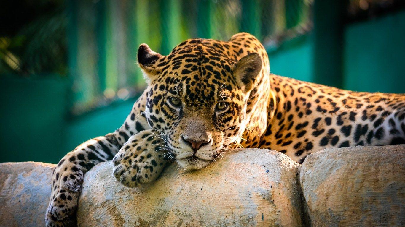 1366x768 HD Background Jaguar Cat Quite Lying Muzzle Sitting Sunset Wallpaper