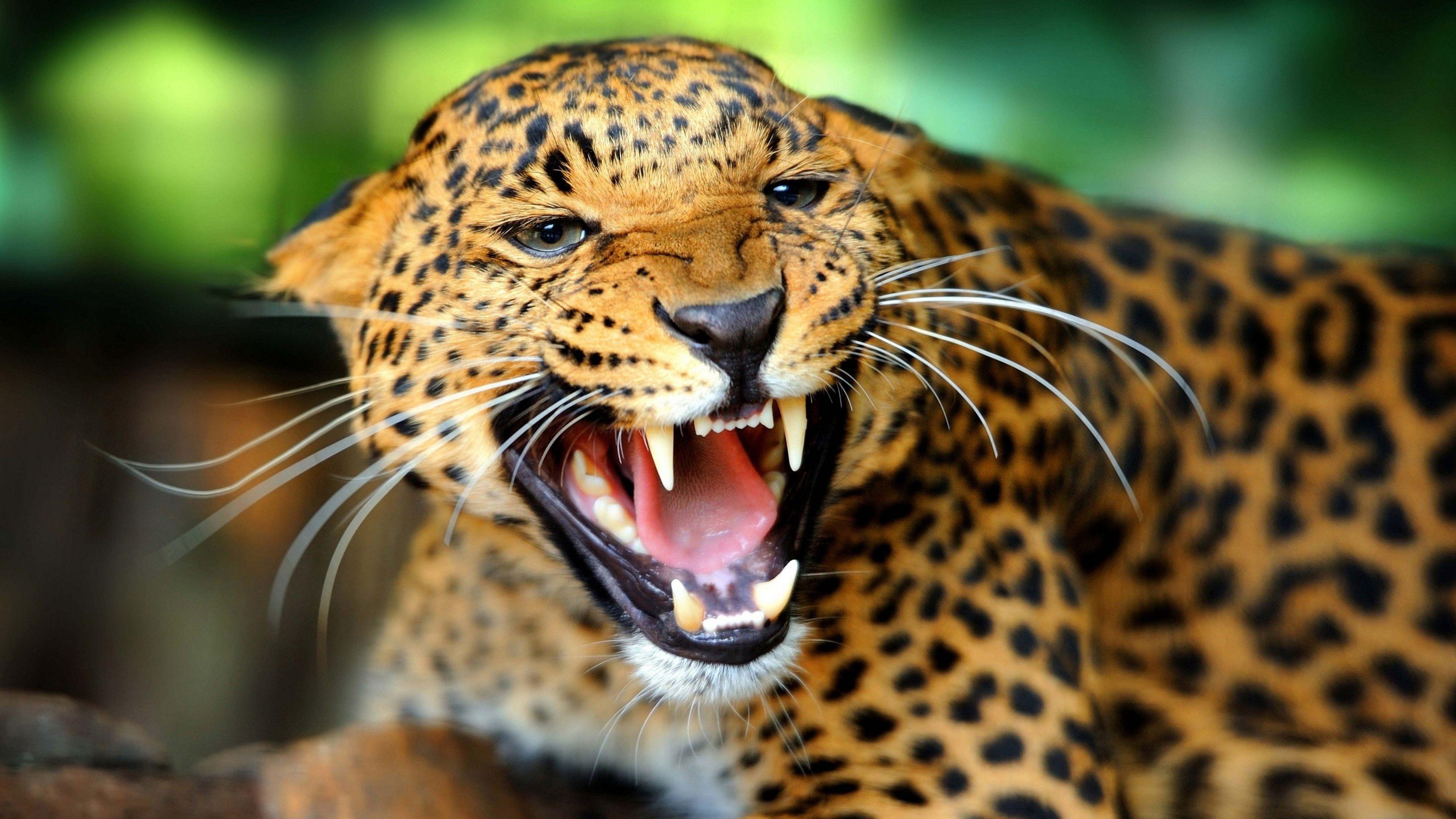 3840x2160 Cheetah wallpaper (42 photo)