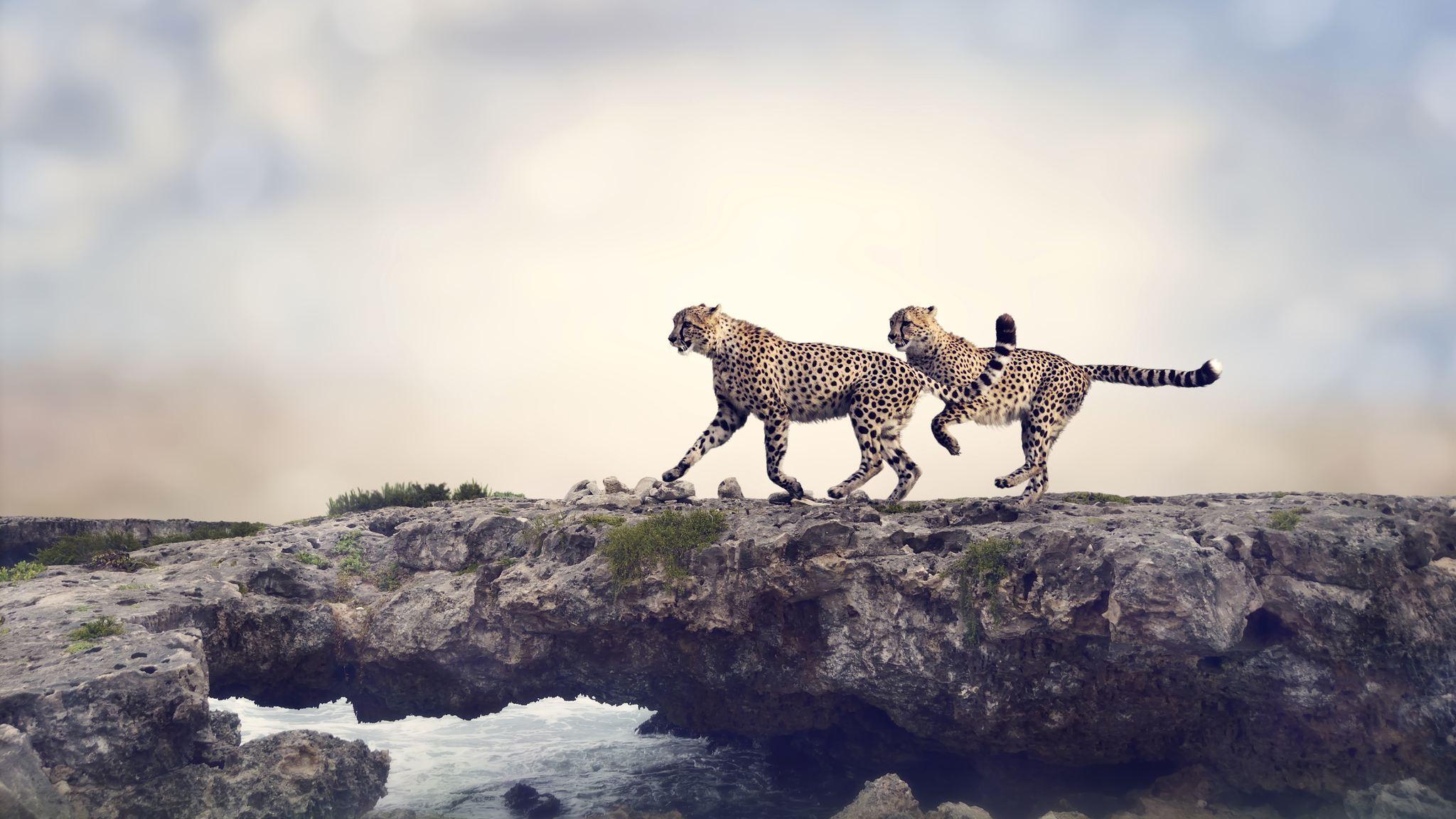 Cheetah Ultra HD Wallpapers - Top Free Cheetah Ultra HD Backgrounds