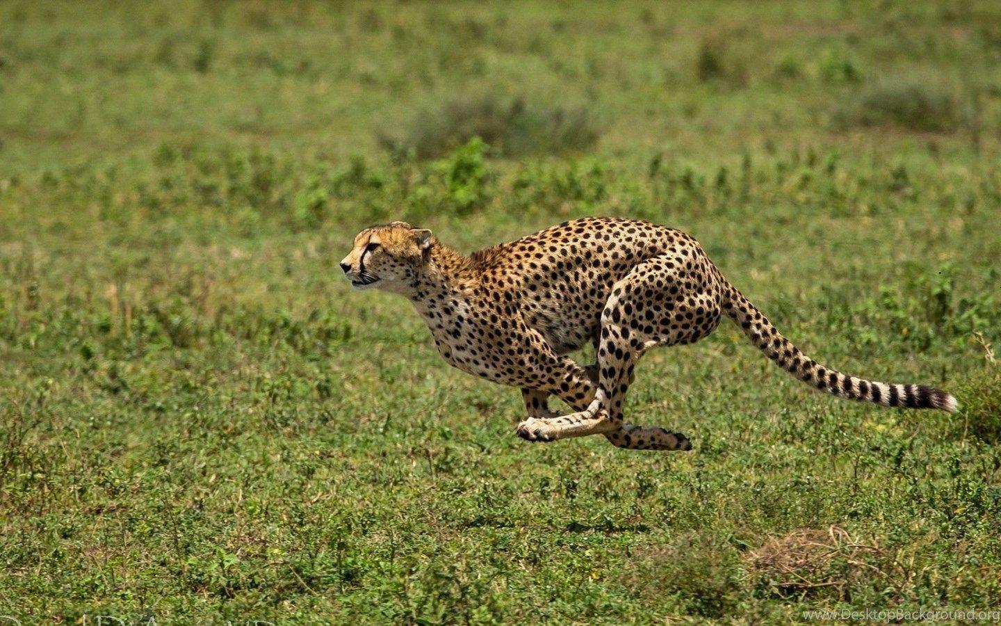 1440x900 Cheetah Running 1920x1080 (1080p) Wallpaper HD Wallpaper Desktop