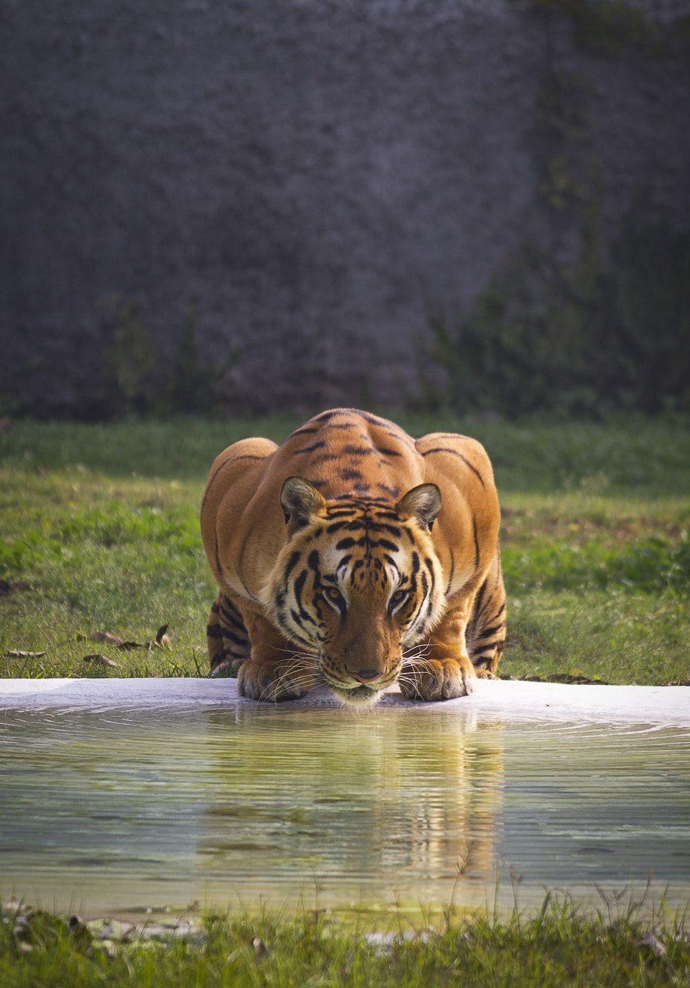 1000x1431 Tiger Picture. Download Free Image