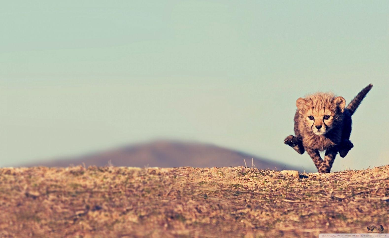 1579x966 Cheetah Wallpaper