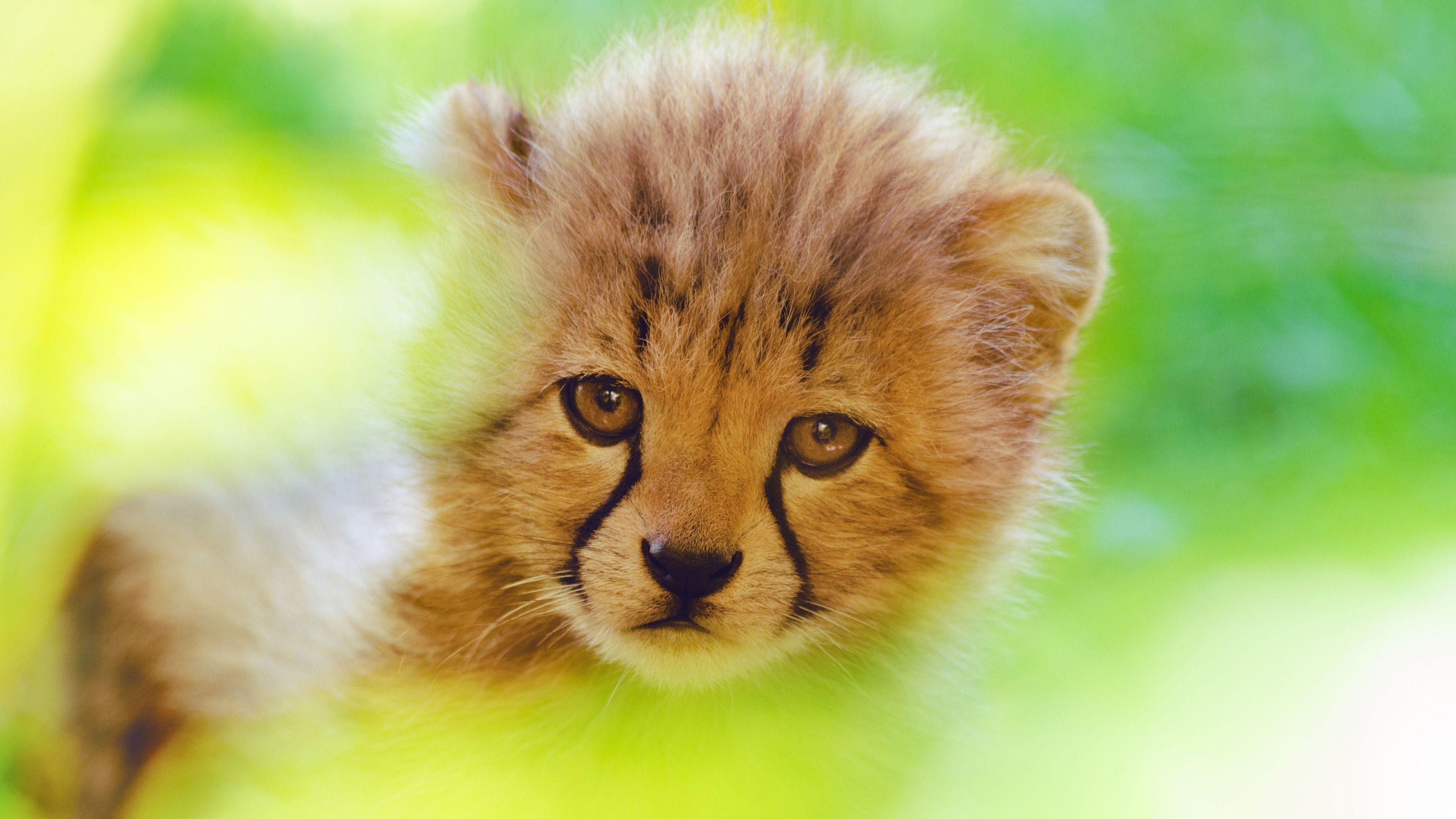 3840x2160 Cheetah Cute Cub 4k, HD Animals, 4k Wallpaper, Image, Background