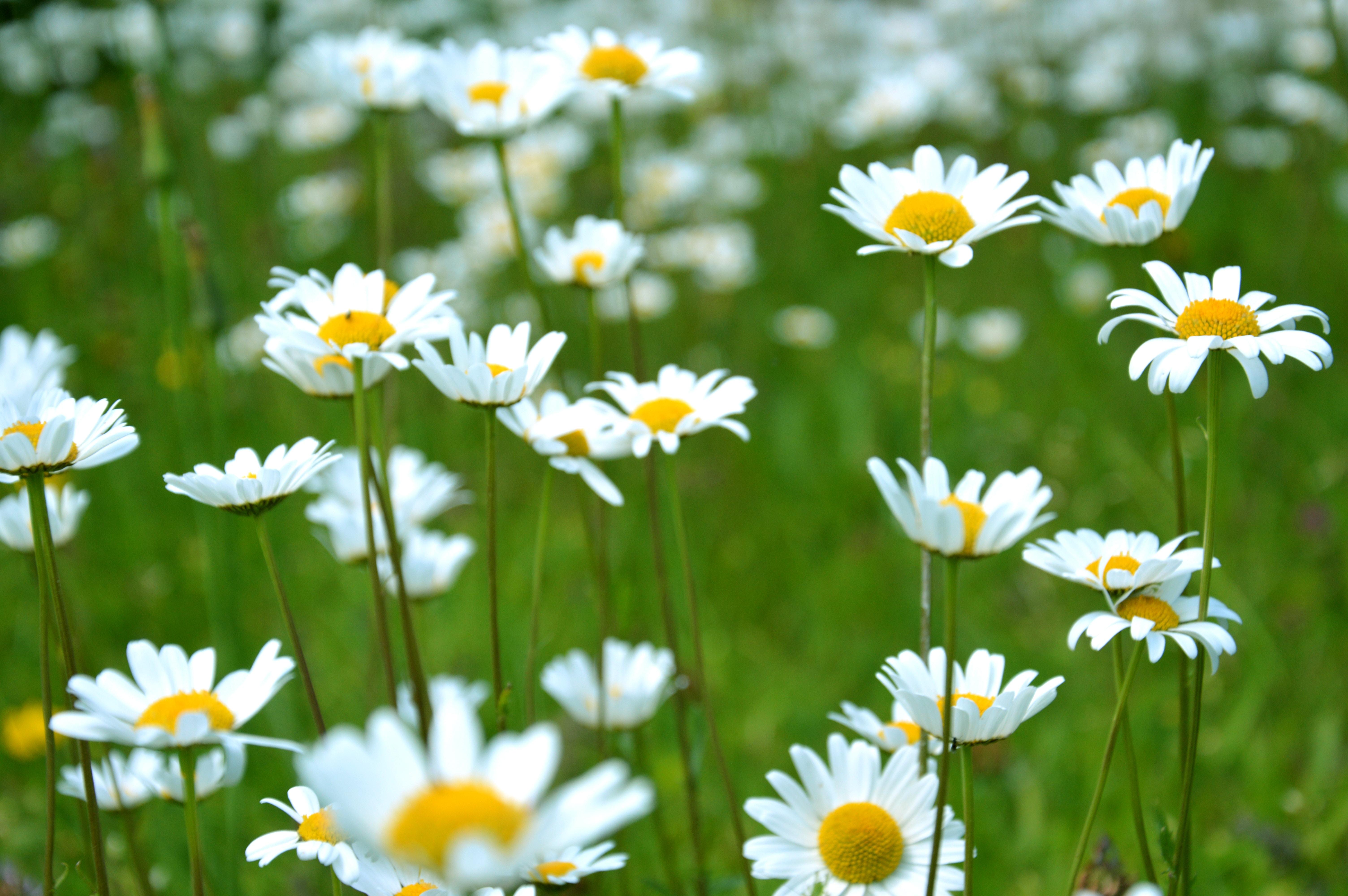 6016x4000 6016x4000 austria, bloom, olbendorf, flora, plant, spring, daisy, flower background, wild floewrs, flower, white flower, petal, flower wallpaper, PNG image, daisies, spring flowers, wallpaper, blossom, floral background, landscape