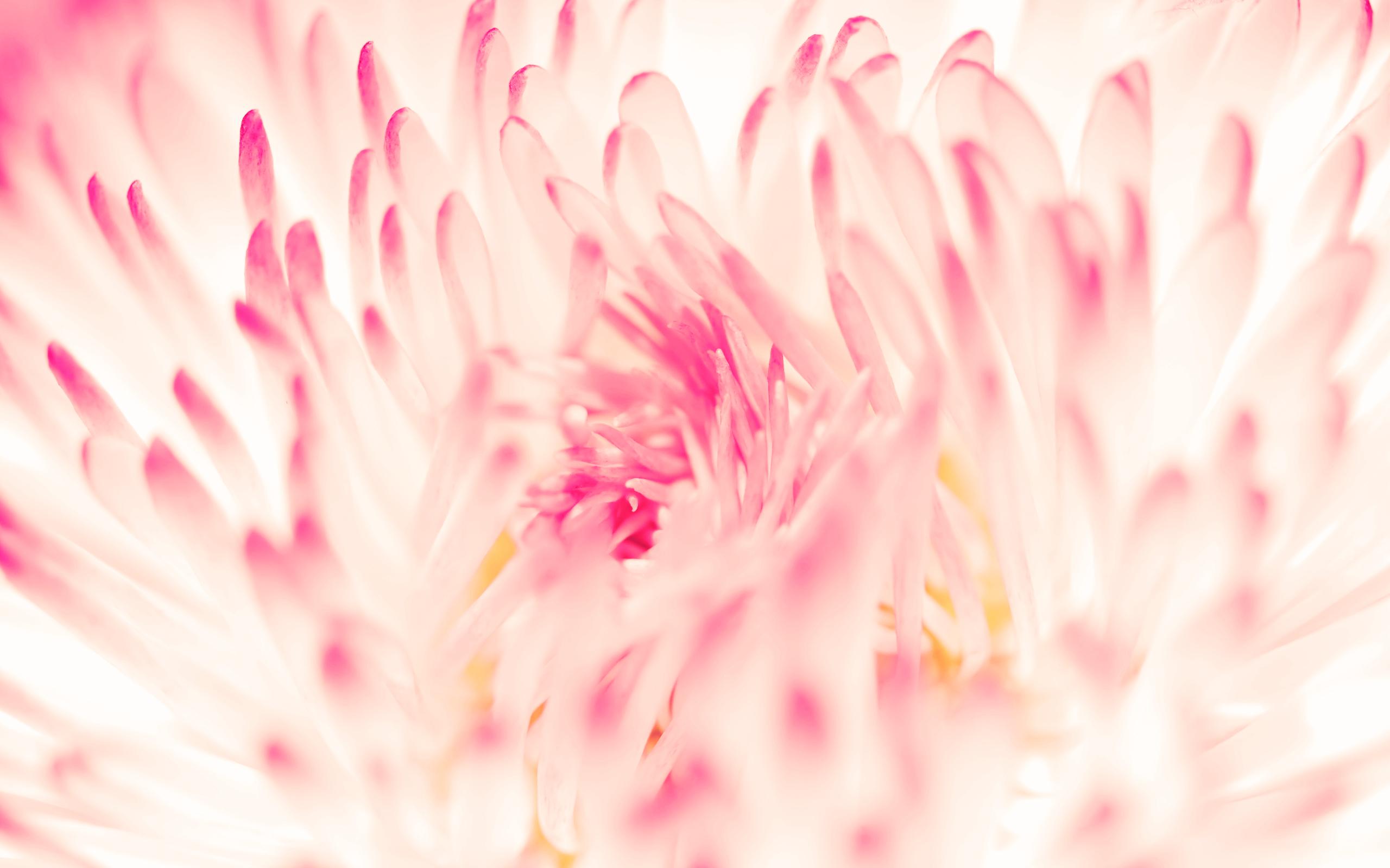 2560x1600 Wallpaper 4k Spring Daisy Flower Wallpaper