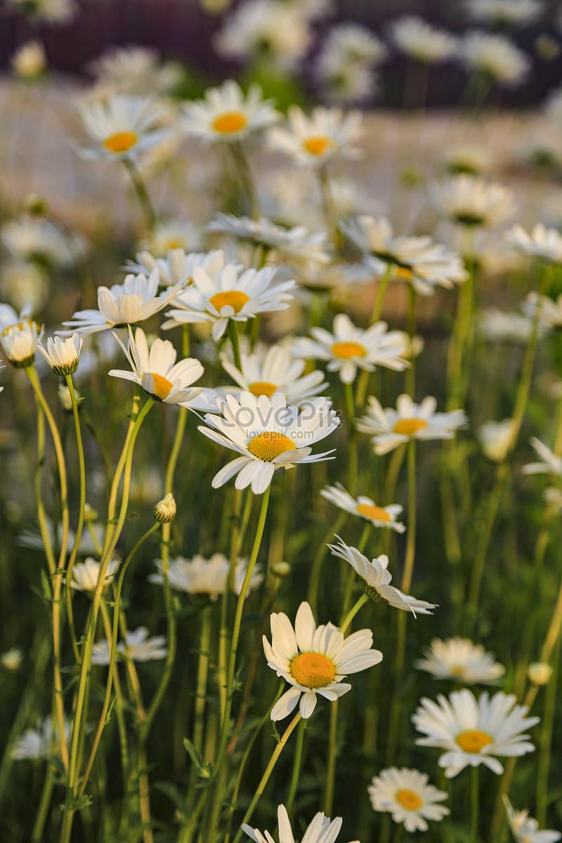 Spring Daisy Wallpapers Top Free Spring Daisy Backgrounds