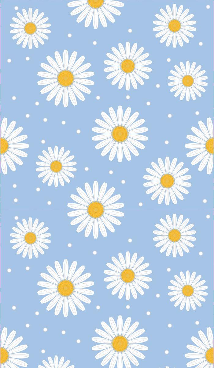 Spring Daisy Wallpapers - Top Free Spring Daisy Backgrounds ...