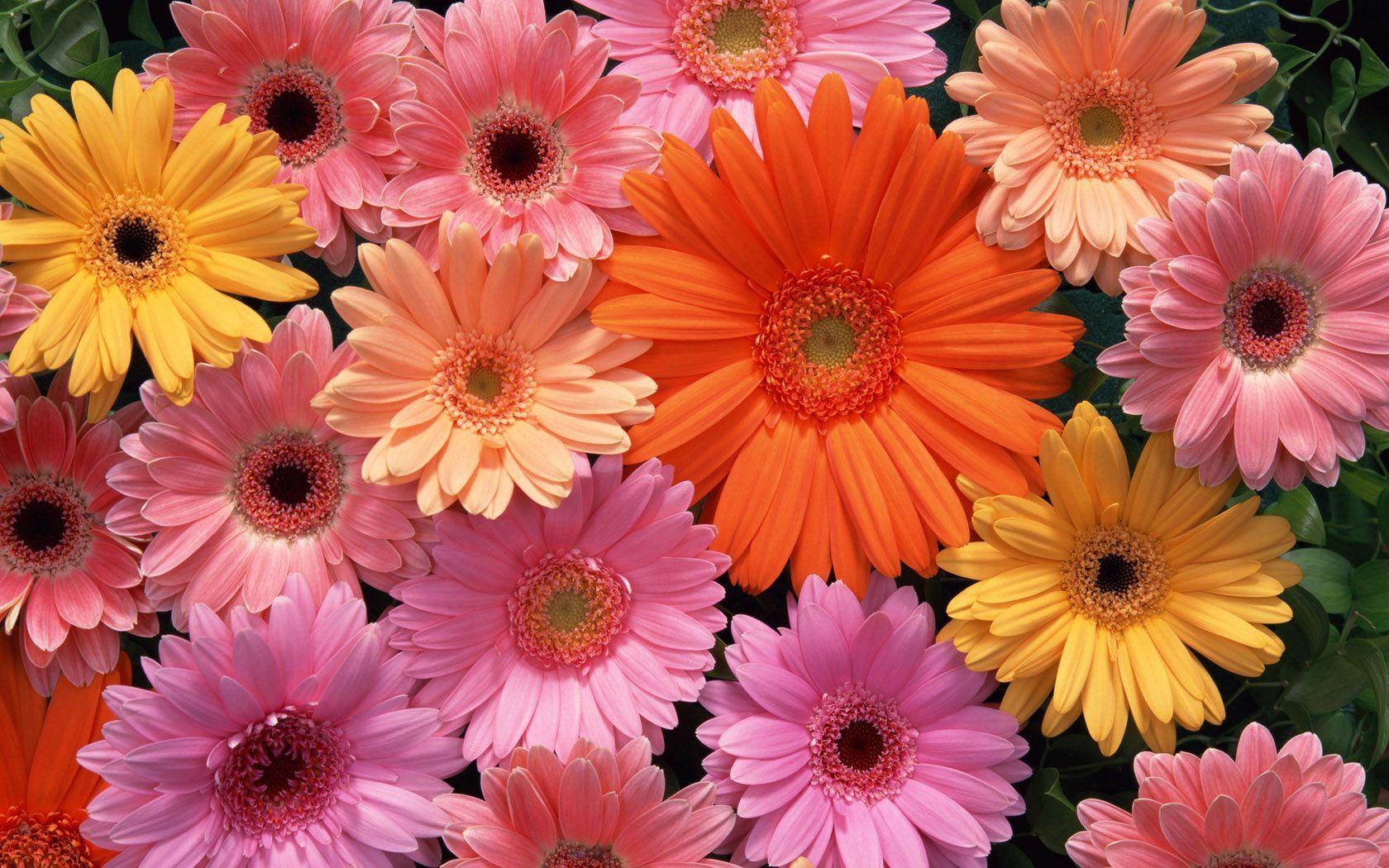 1680x1050 Colorful Daisies Wallpaper