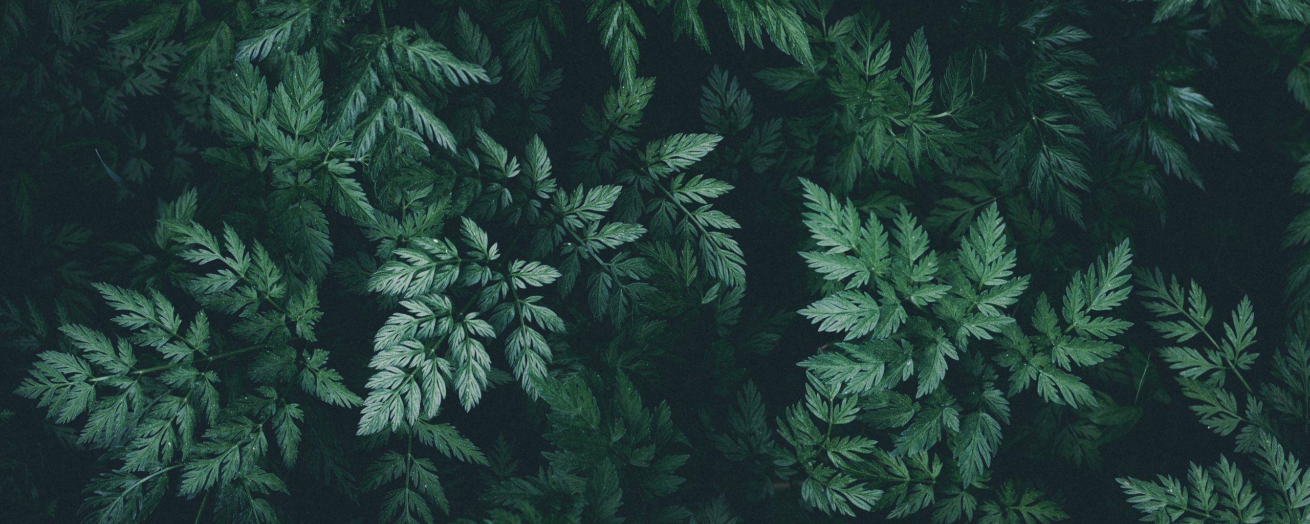 2560x1024 Download wallpaper 2560x1024 leaves, green, dark, plant ultrawide monitor HD background