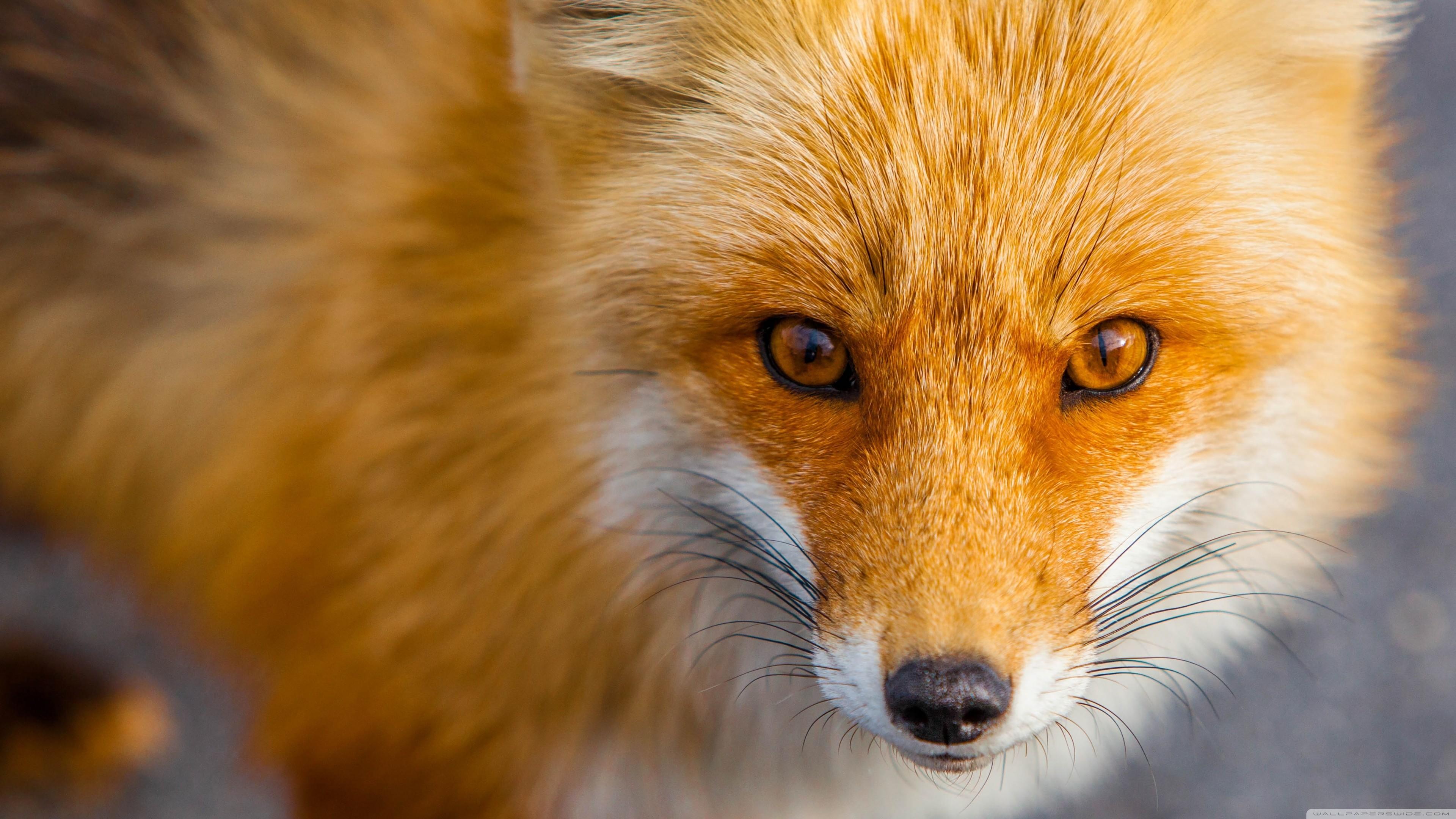 3840x2160 Red Fox Wallpaper