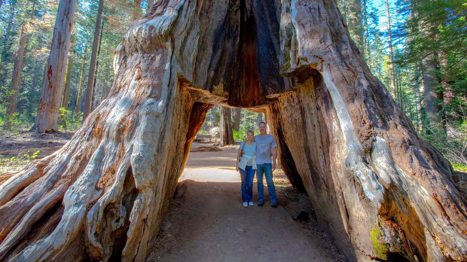 1600x900 Giant Sequoia 'Tunnel Tree' in California Is Toppled