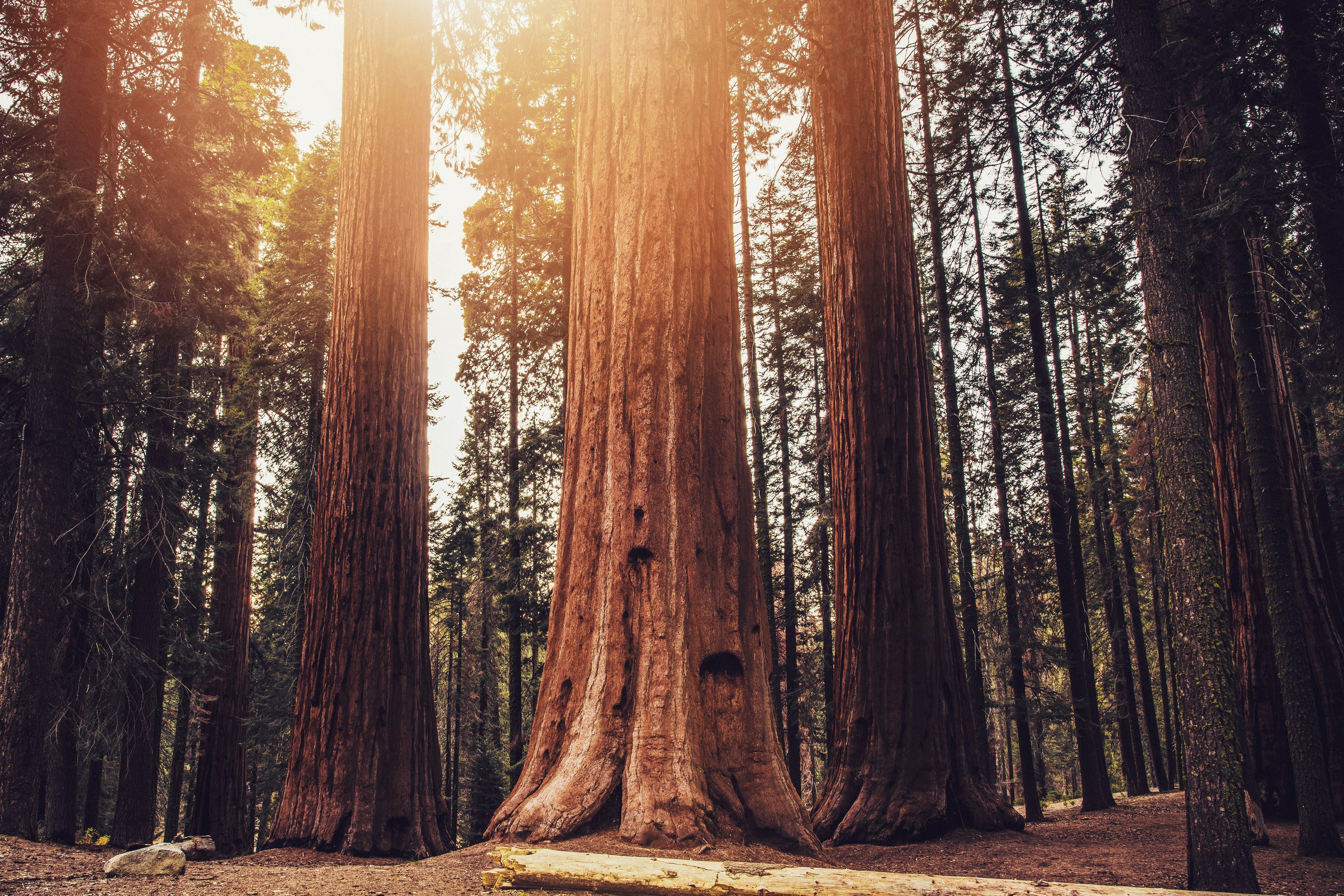 5367x3578 Climate change: Giant sequoias are dying