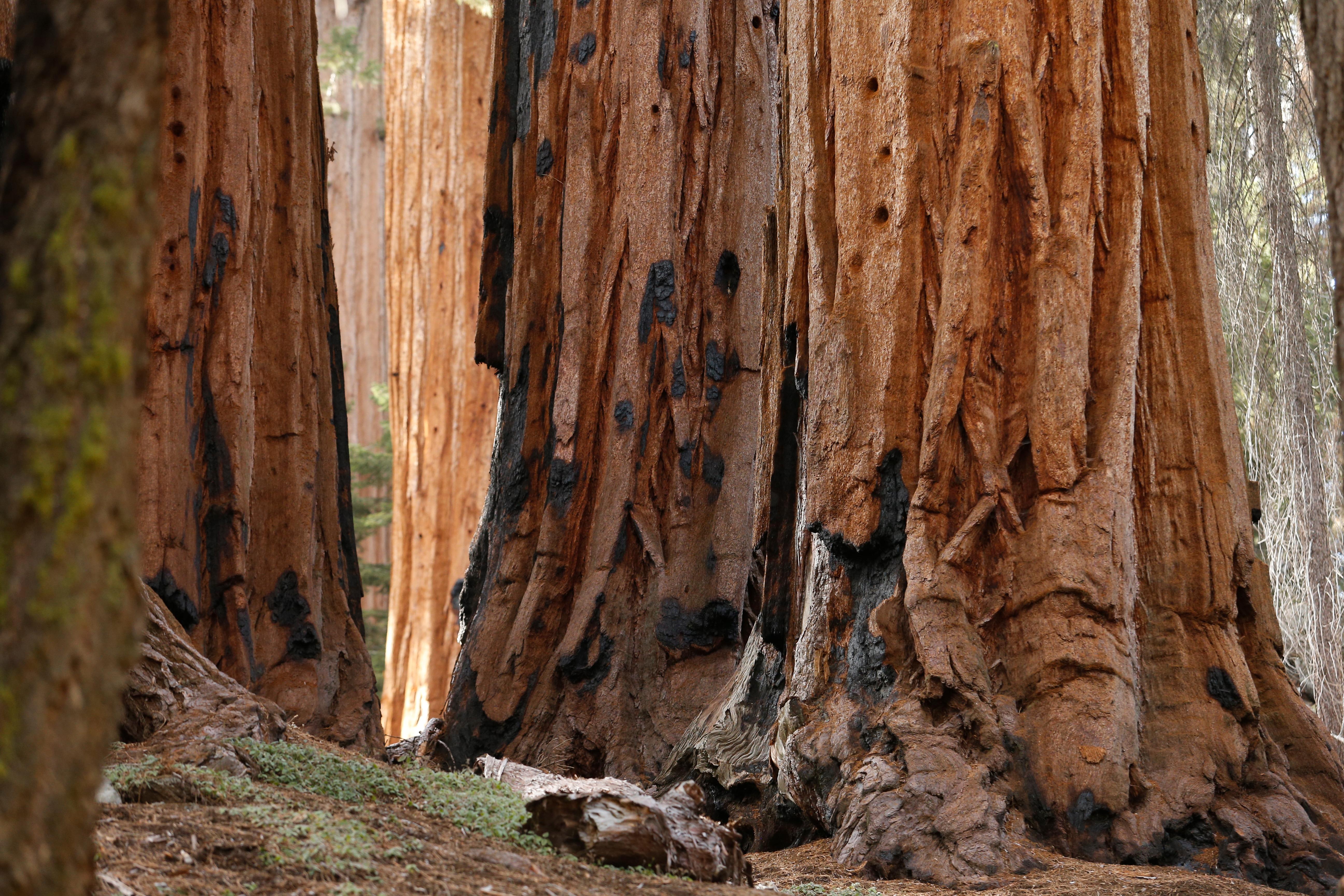 5184x3456 Giant Sequoias & Kings Canyon National Parks (U.S. National Park Service)