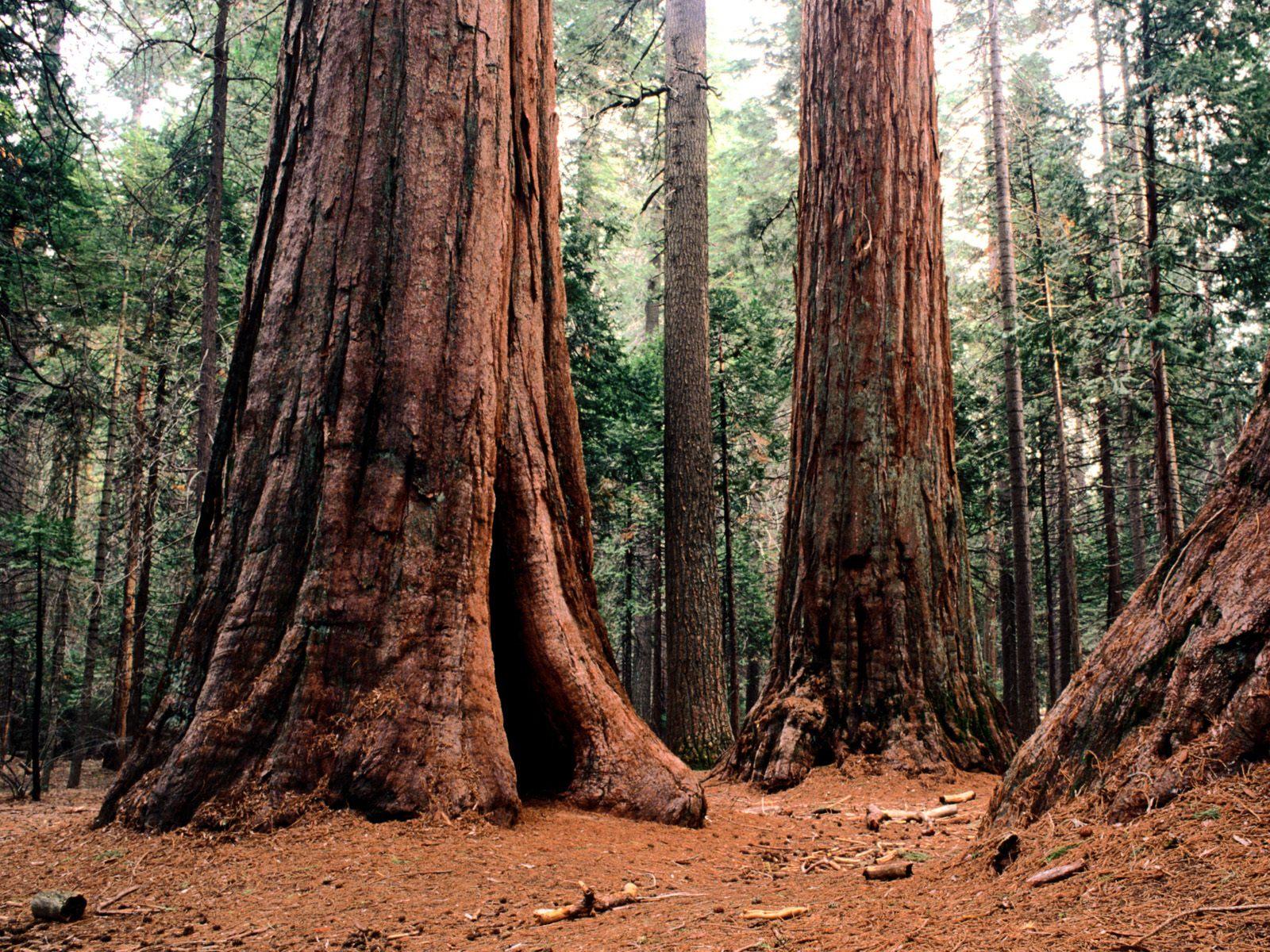 1600x1200 Giant trees wallpaper. Giant trees