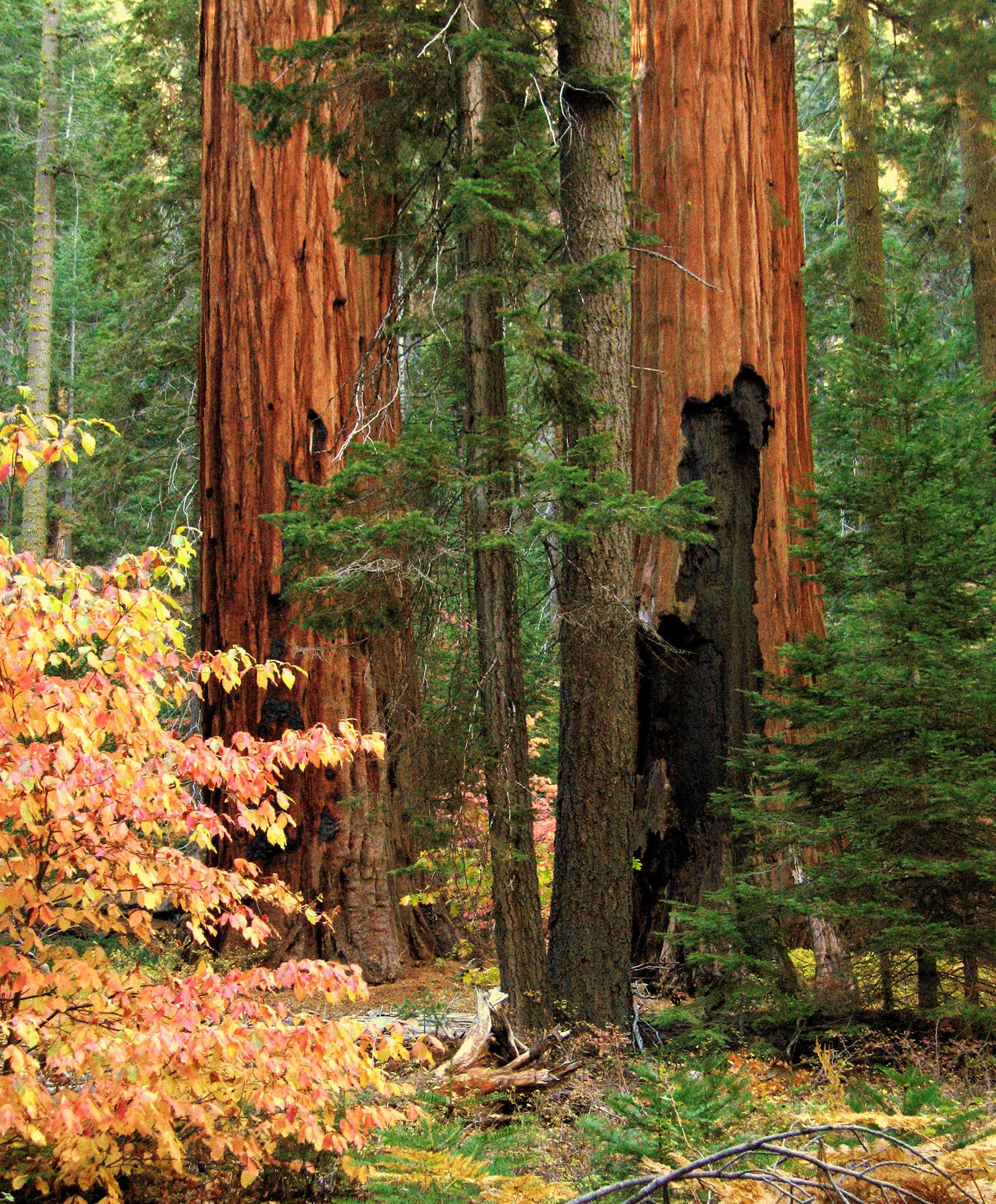 1600x1934 Giant Sequoias & Kings Canyon National Parks (U.S. National Park Service)