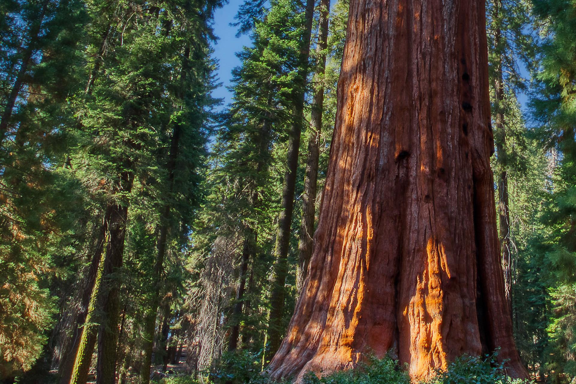 1921x1281 Sequoia National Park: Photographing the World's Largest Trees