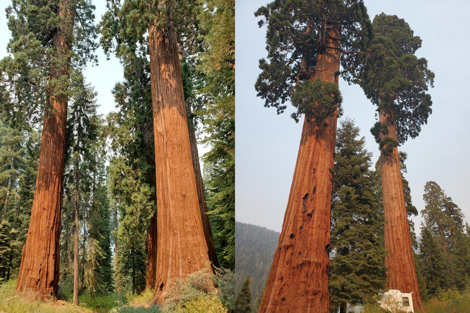 1600x1067 Resilience of giant sequoia put to the test in the Sierra. Save the Redwoods League