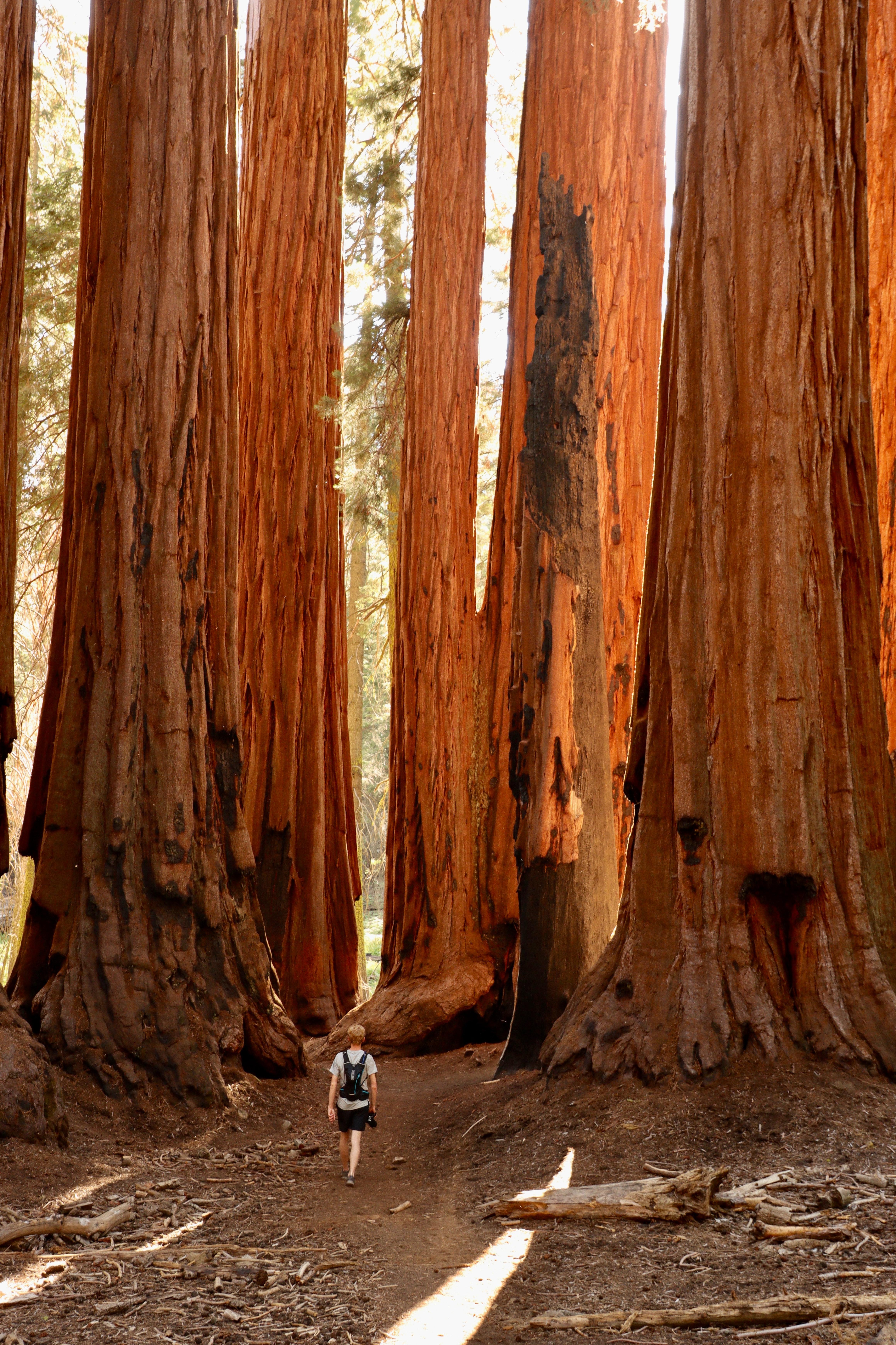 4640x6960 Sequoia National Park Photo, Download The BEST Free Sequoia National Park & HD Image