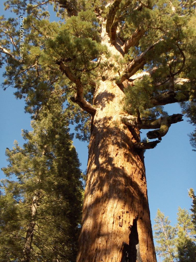 768x1024 Giant Sequoia Tree Picture, Information on the Giant Sequoia Tree Species
