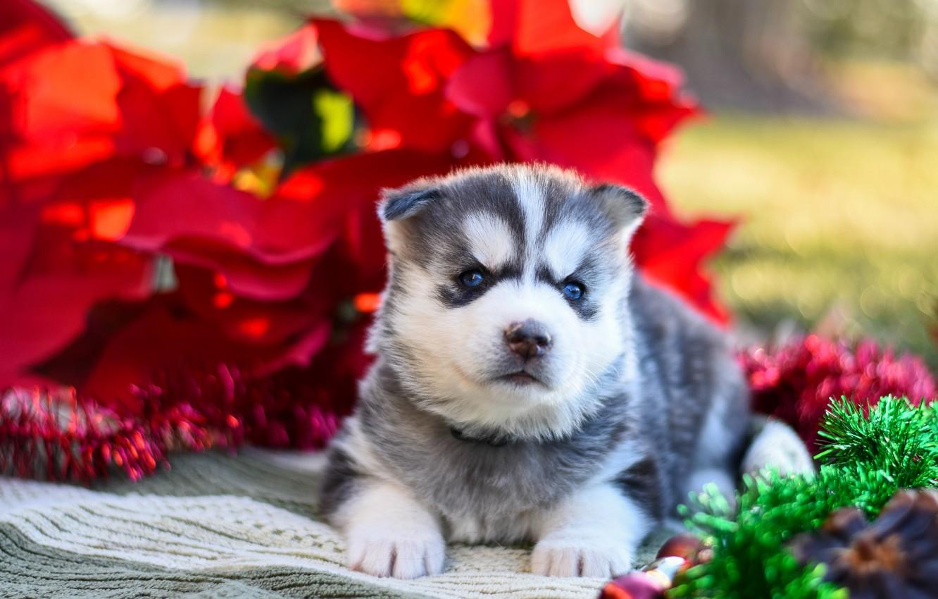 Cute Baby Husky Wallpapers - Top Free Cute Baby Husky Backgrounds ...