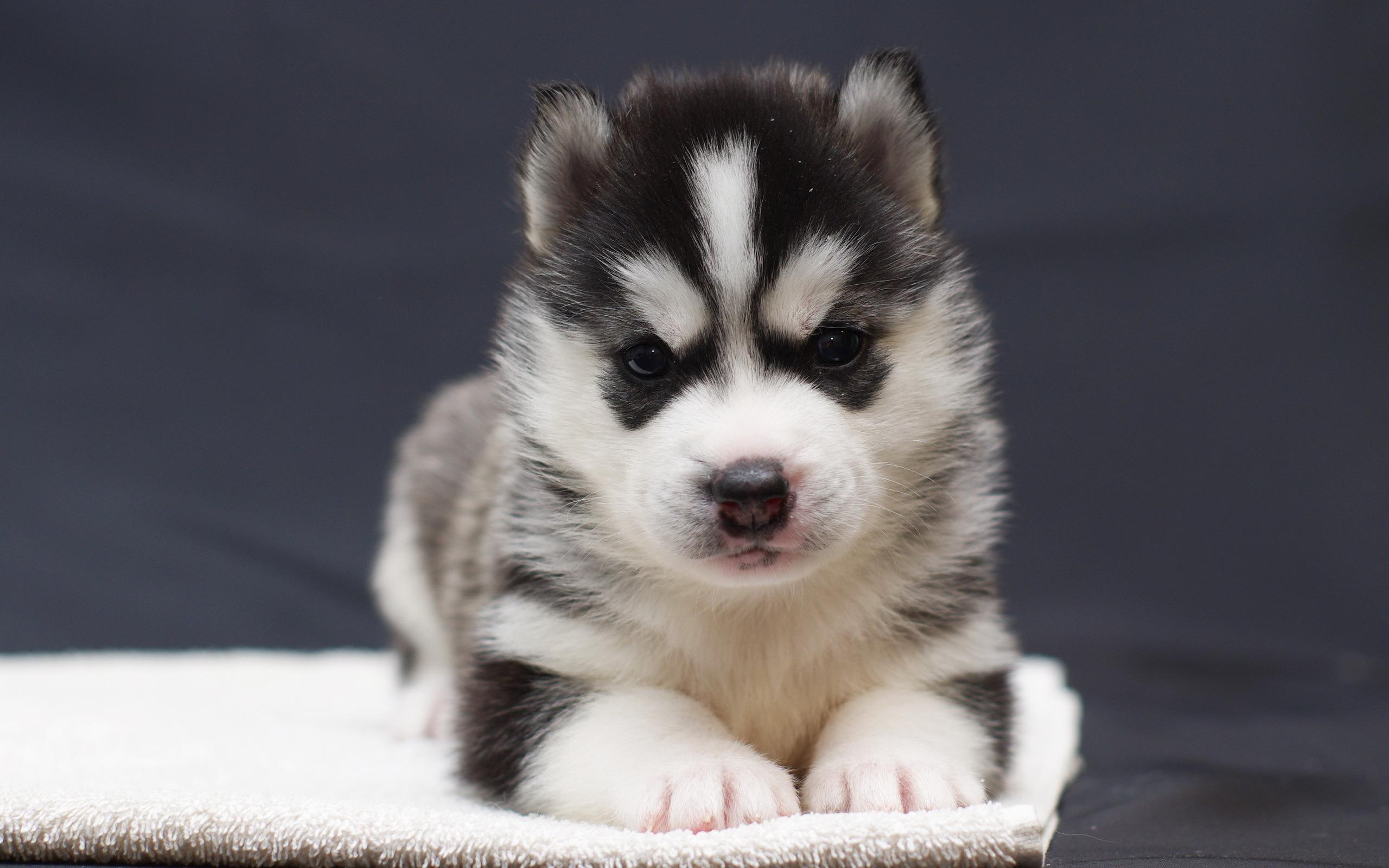 2560x1600 Cute husky puppy