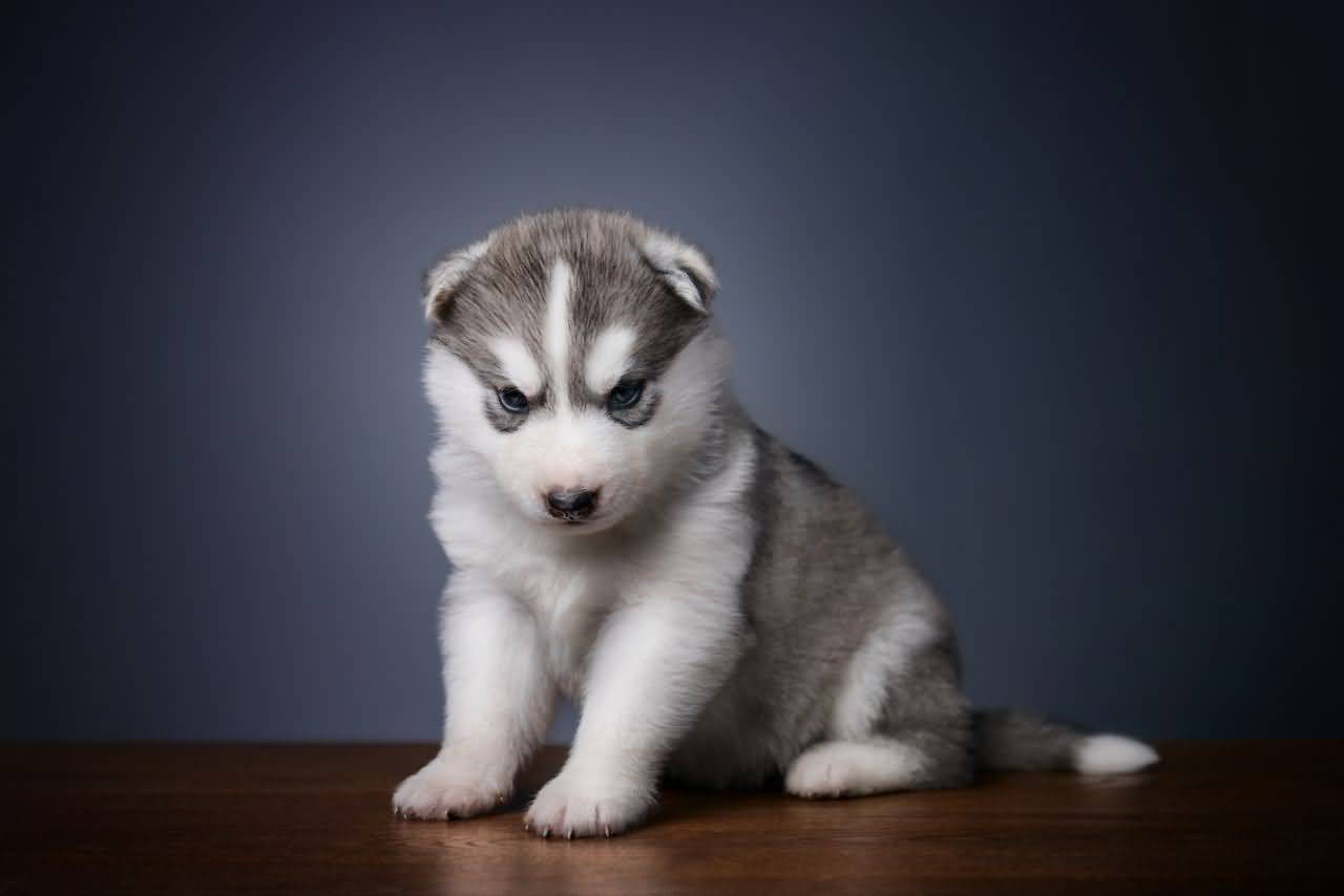 Cute siberian. Сибирский хаски. Сибирский хаски щенки. Сибирский хаски маленький. Вислоухие хаски.