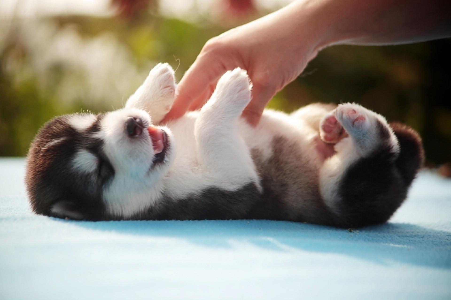 1920x1279 baby animals, Siberian Husky, puppies, animals, hands, dog Gallery HD Wallpaper