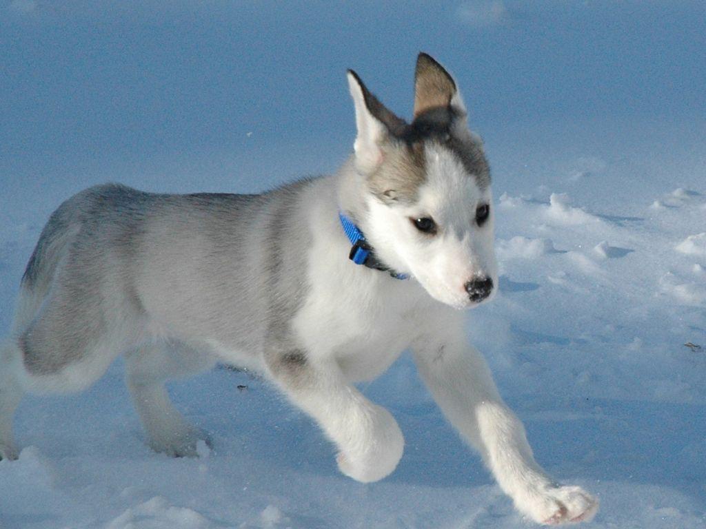 1024x768 Husky 4K wallpaper for your desktop or mobile screen free and easy to download