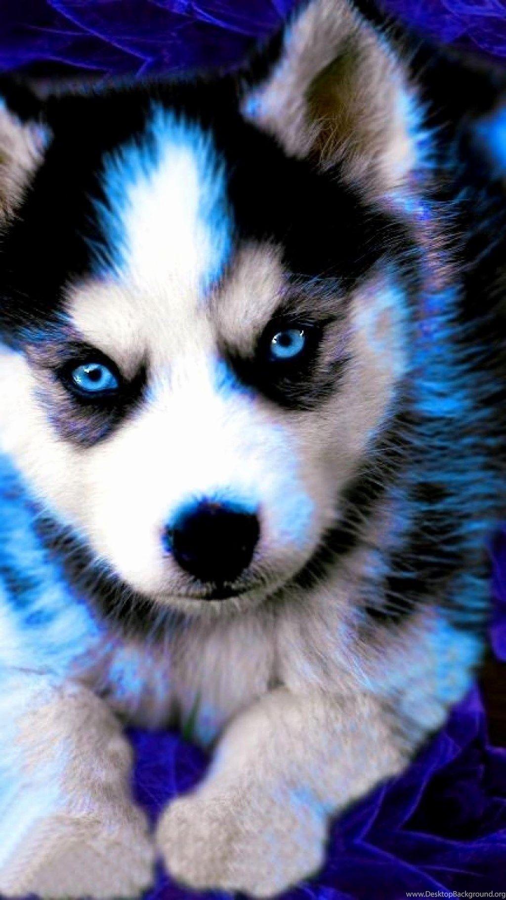 1024x1820 Cute Huskies Wallpaper