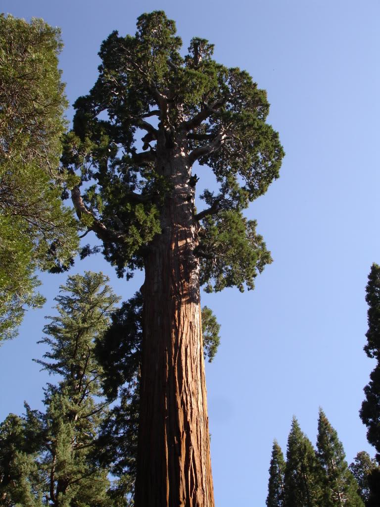 768x1024 Giant Sequoia Tree Picture, Information on the Giant Sequoia Tree Species