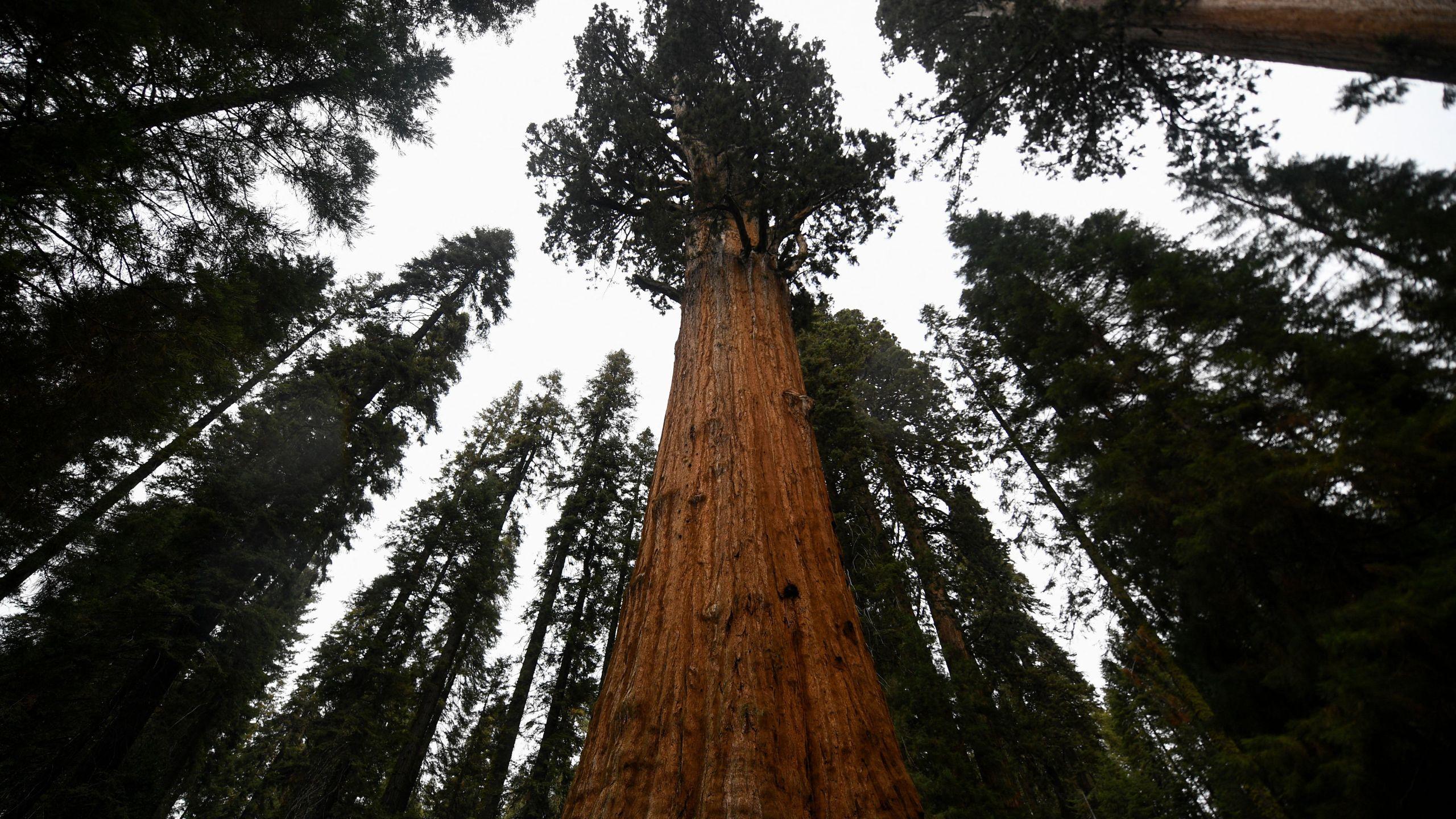 2560x1440 Sequoia National Park fully reopens Giant Forest