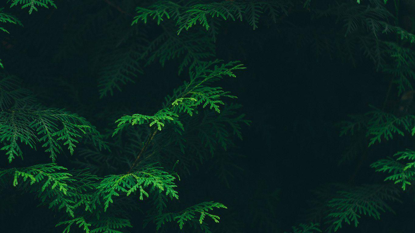 1366x768 Green Aesthetic Laptop Wallpaper
