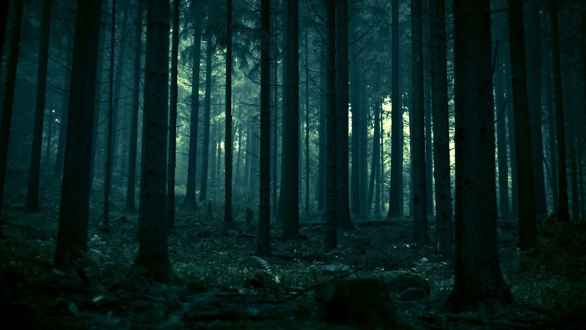 1920x1080 Forest and Moody. Dark academia wallpaper, Dark green aesthetic, Forest wallpaper