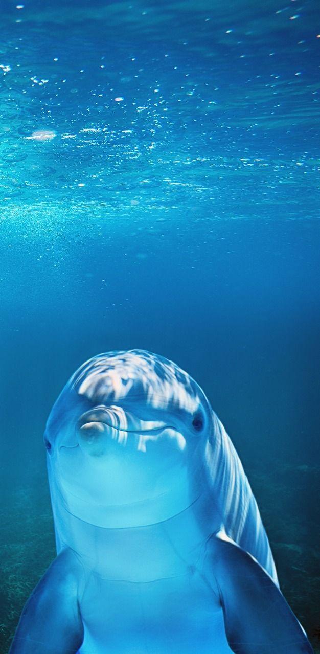 626x1279 About Wild Animals: A dolphin underwater. Underwater animals, Beautiful sea creatures, Animals beautiful