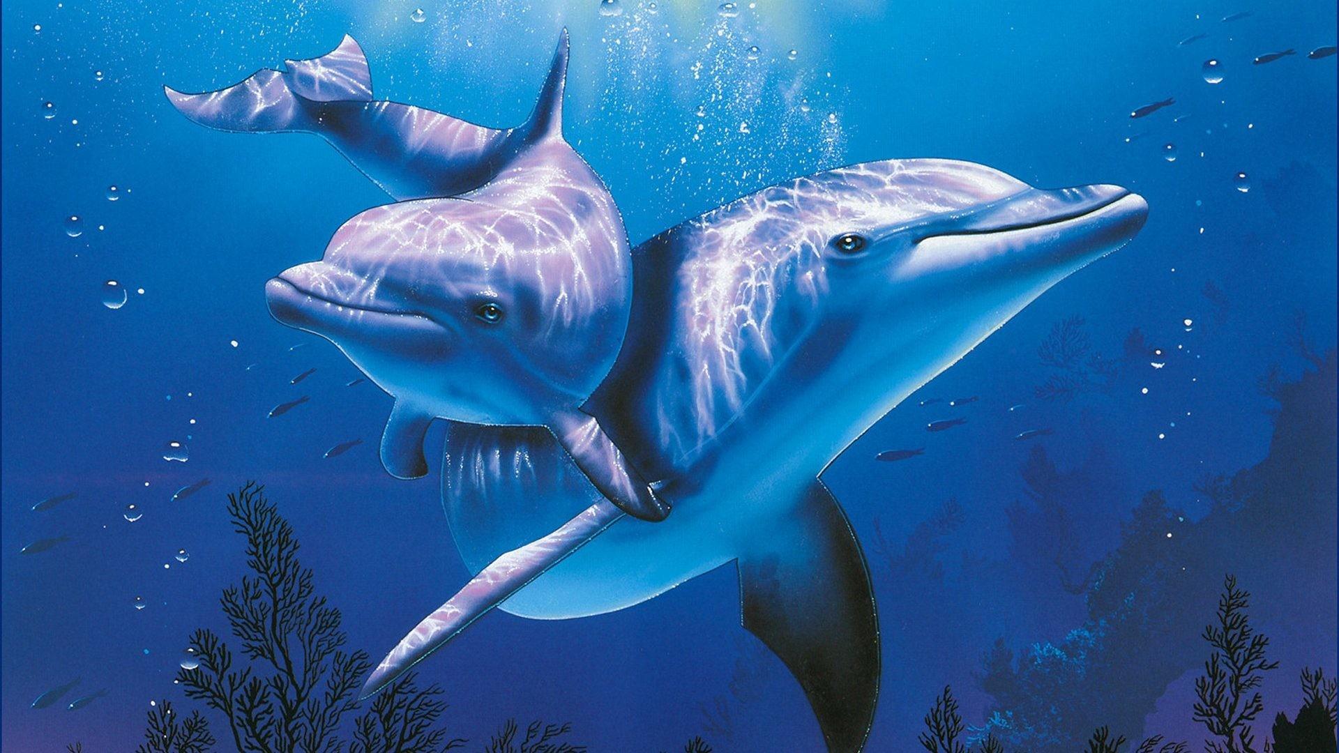1920x1080 Sea Animals Wallpaper