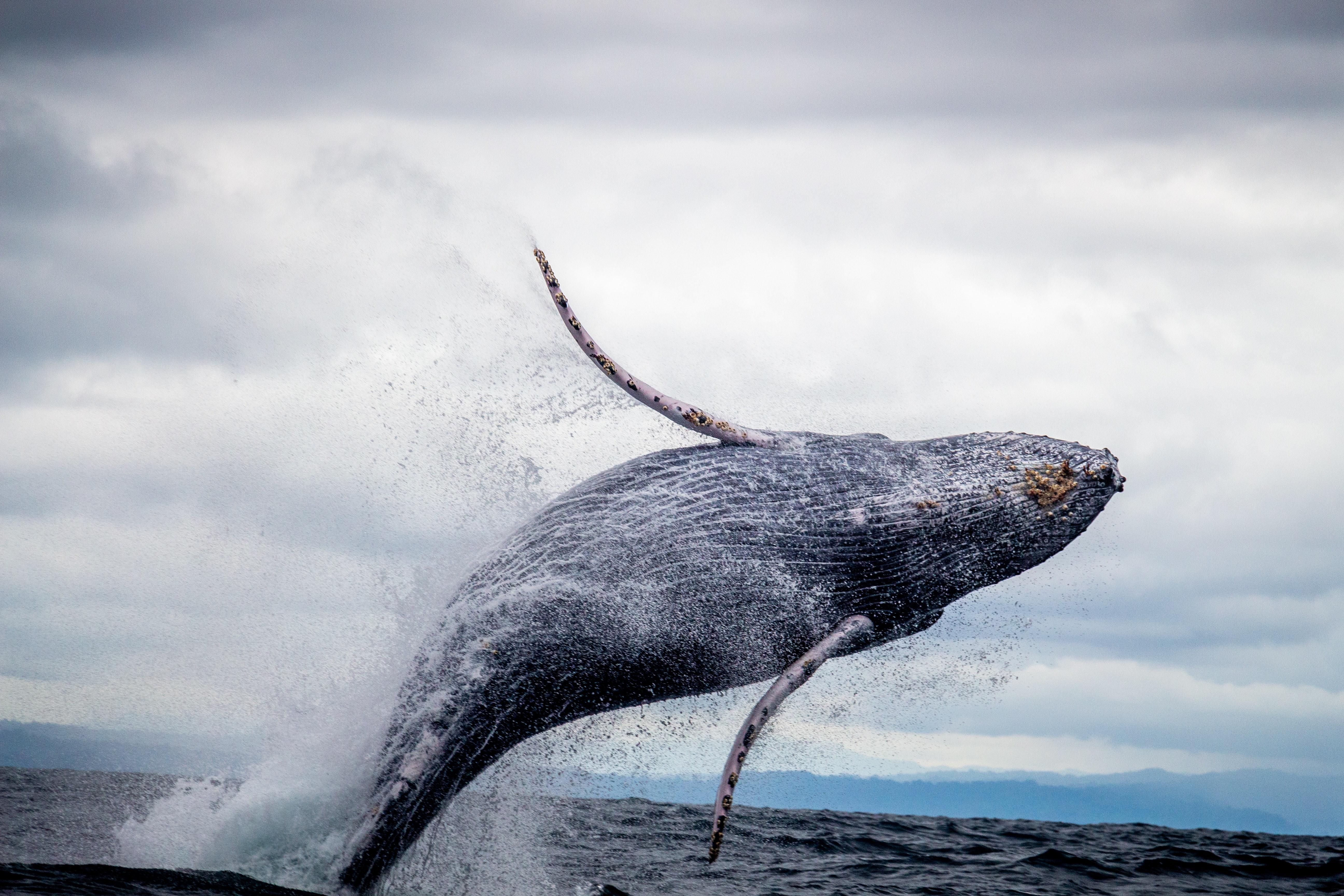 5184x3456 Sea Animal Photo, Download The BEST Free Sea Animal & HD Image